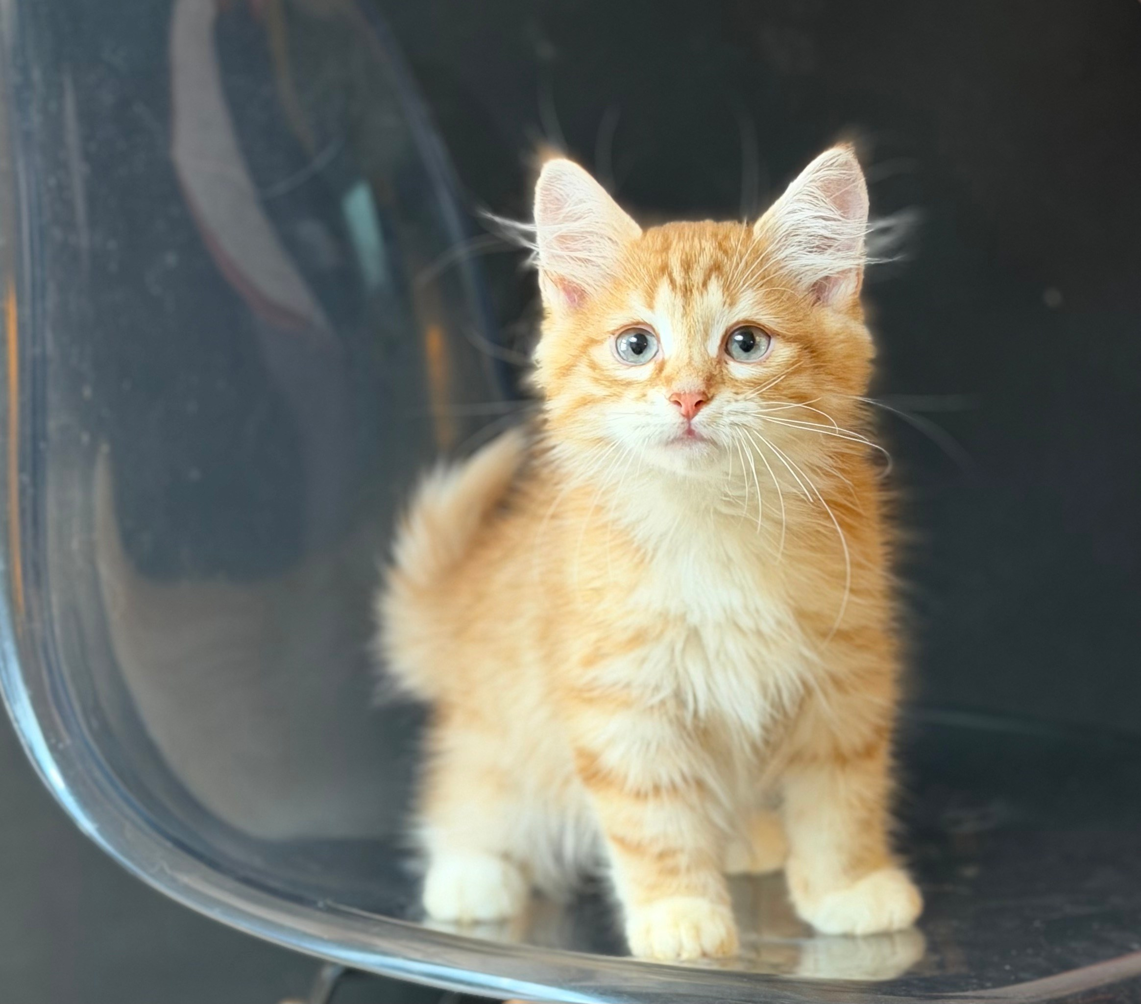 Available- Evan- Red Tabby Male