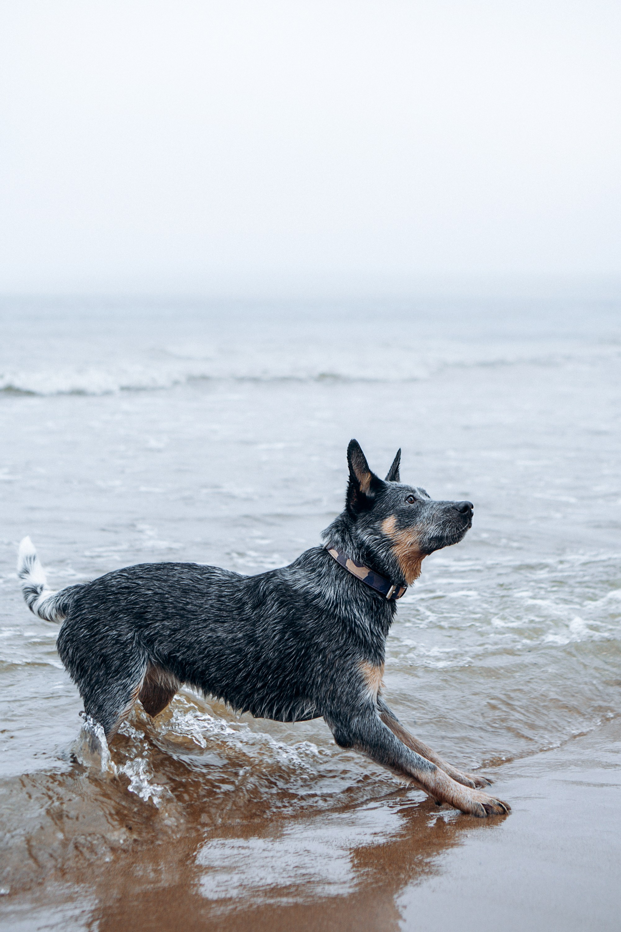 Polina and her Dakota, Australian Cattle Dog. Kat Laisaar — Pet photographer in Tallinn