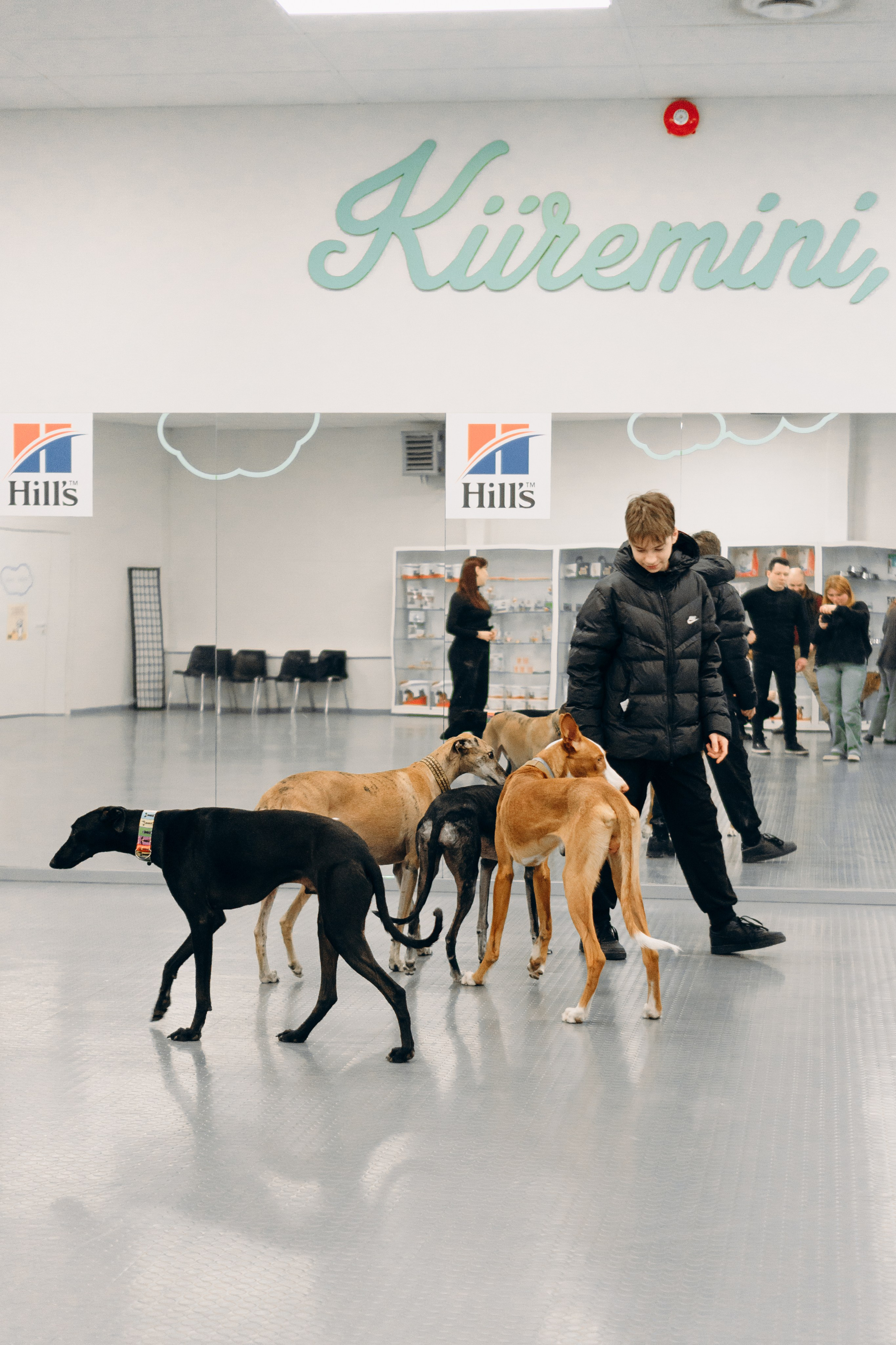 GalgoTreff / PetCity Rannamõisa, 13 apr. 2025. Kat Laisaar — Pet photographer in Tallinn