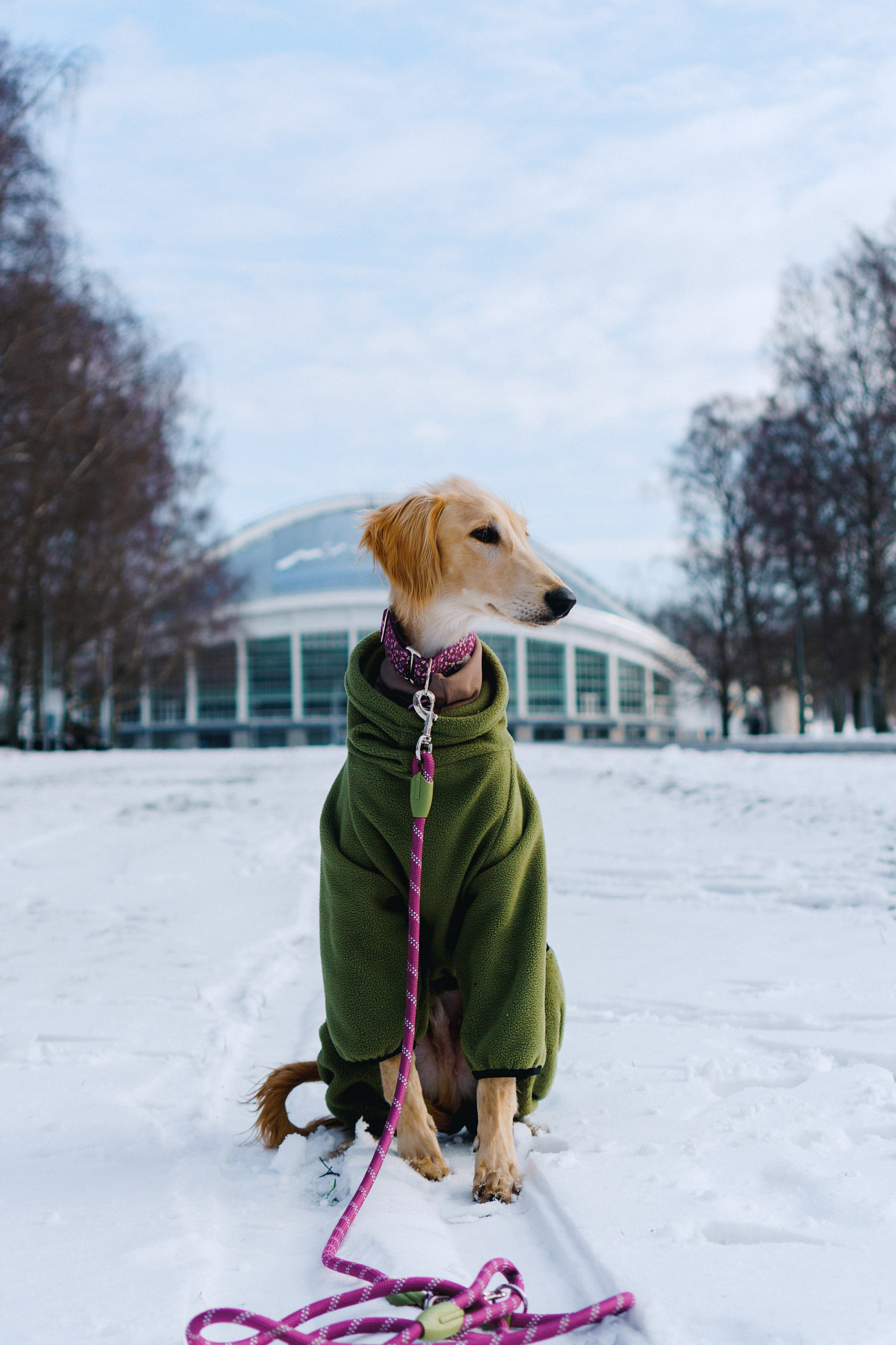 Nicole & Sky. Kat Laisaar — Pet photographer in Tallinn
