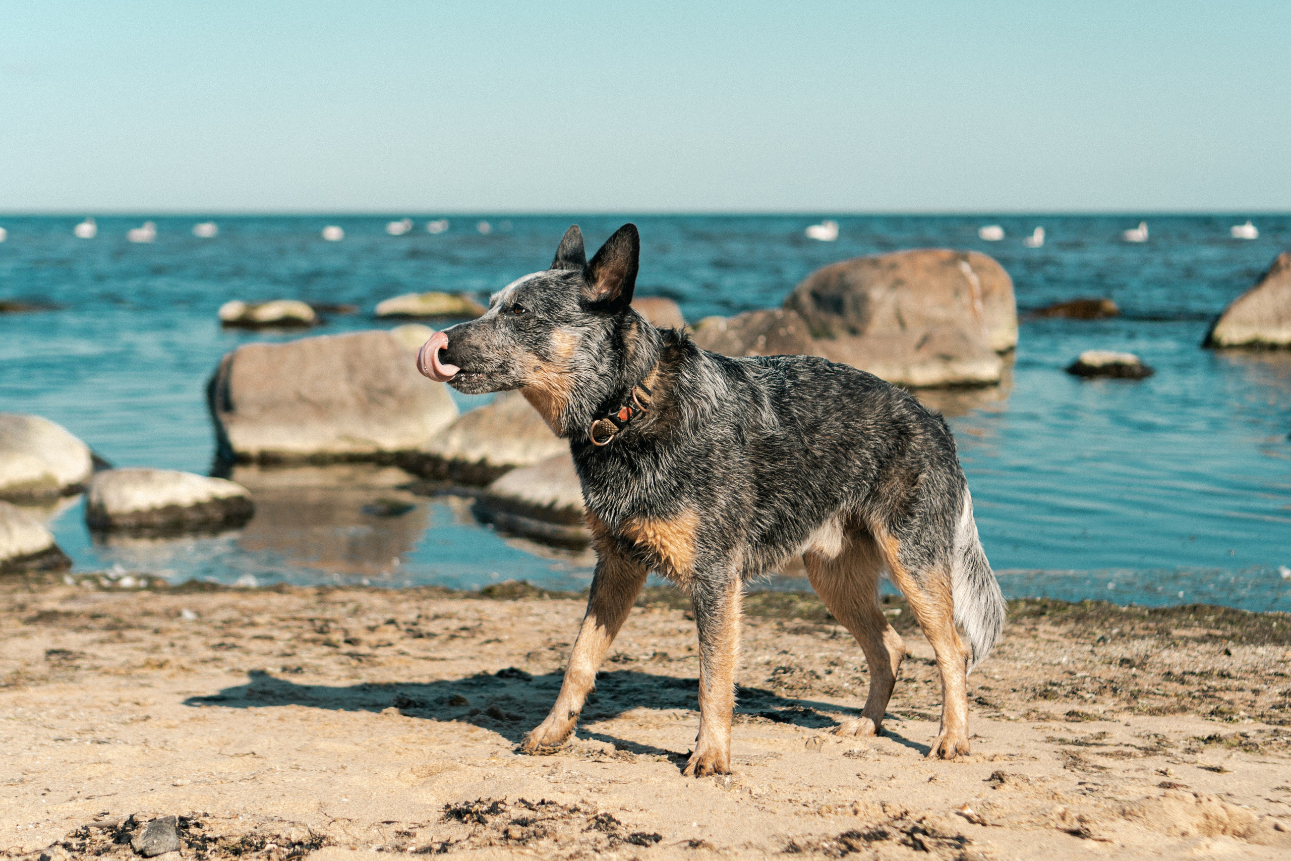 Oskar, Maria & Dmitrii. Kat Laisaar — Pet photographer in Tallinn