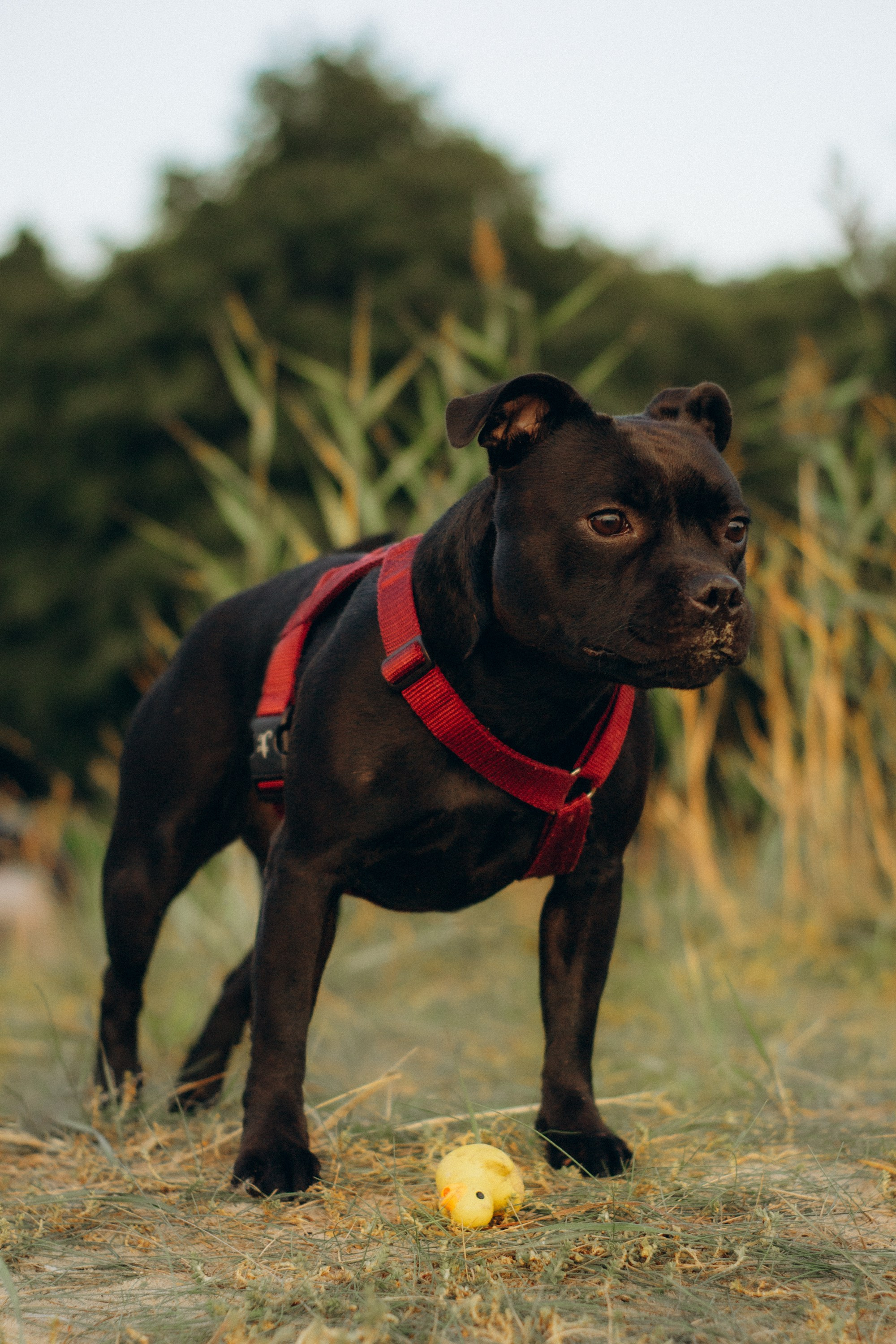 Severa and Barracuda, Staffordshire Bull Terriers. Kat Laisaar — Pet photographer in Tallinn
