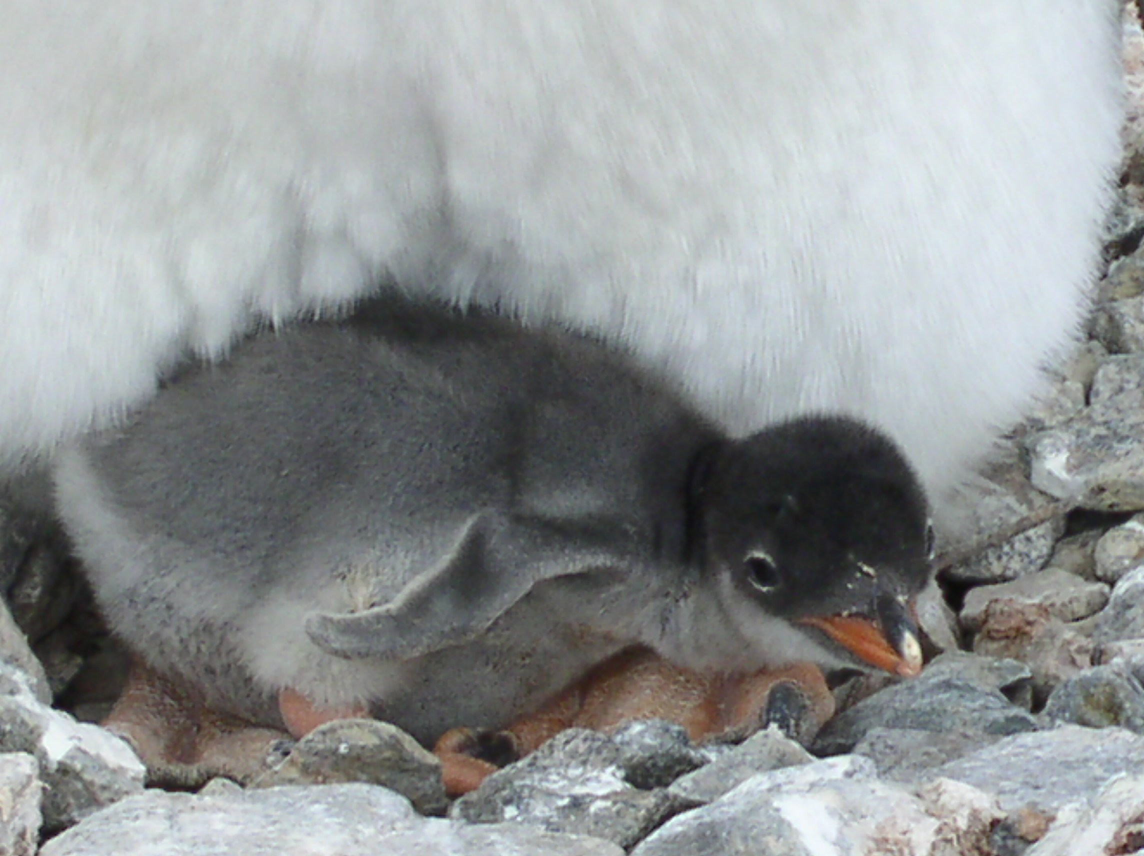 ANTARCTICA. Reportage concert portrait photography in the San Francisco Bay Area