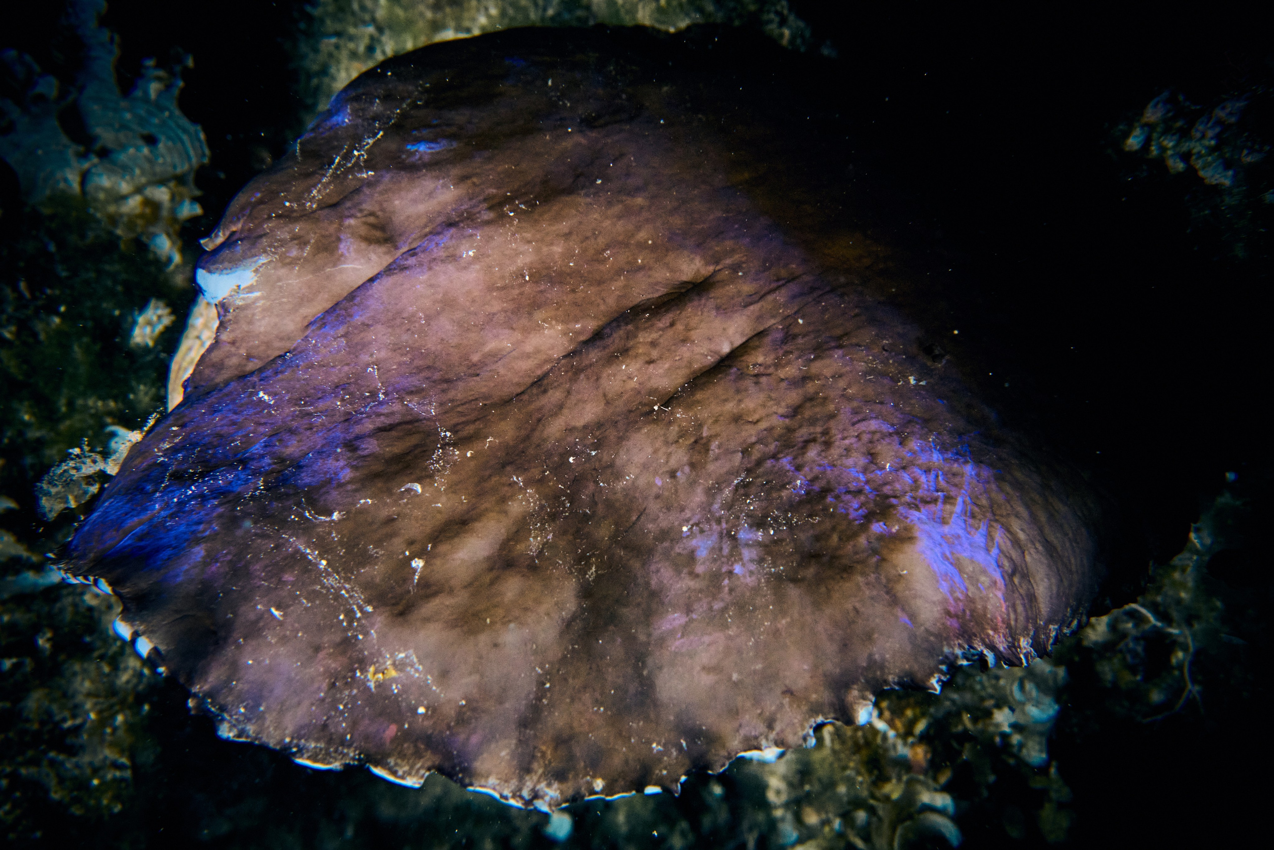 Mieszkańcy mórz. Andriej Szypilow — Photography & Videography