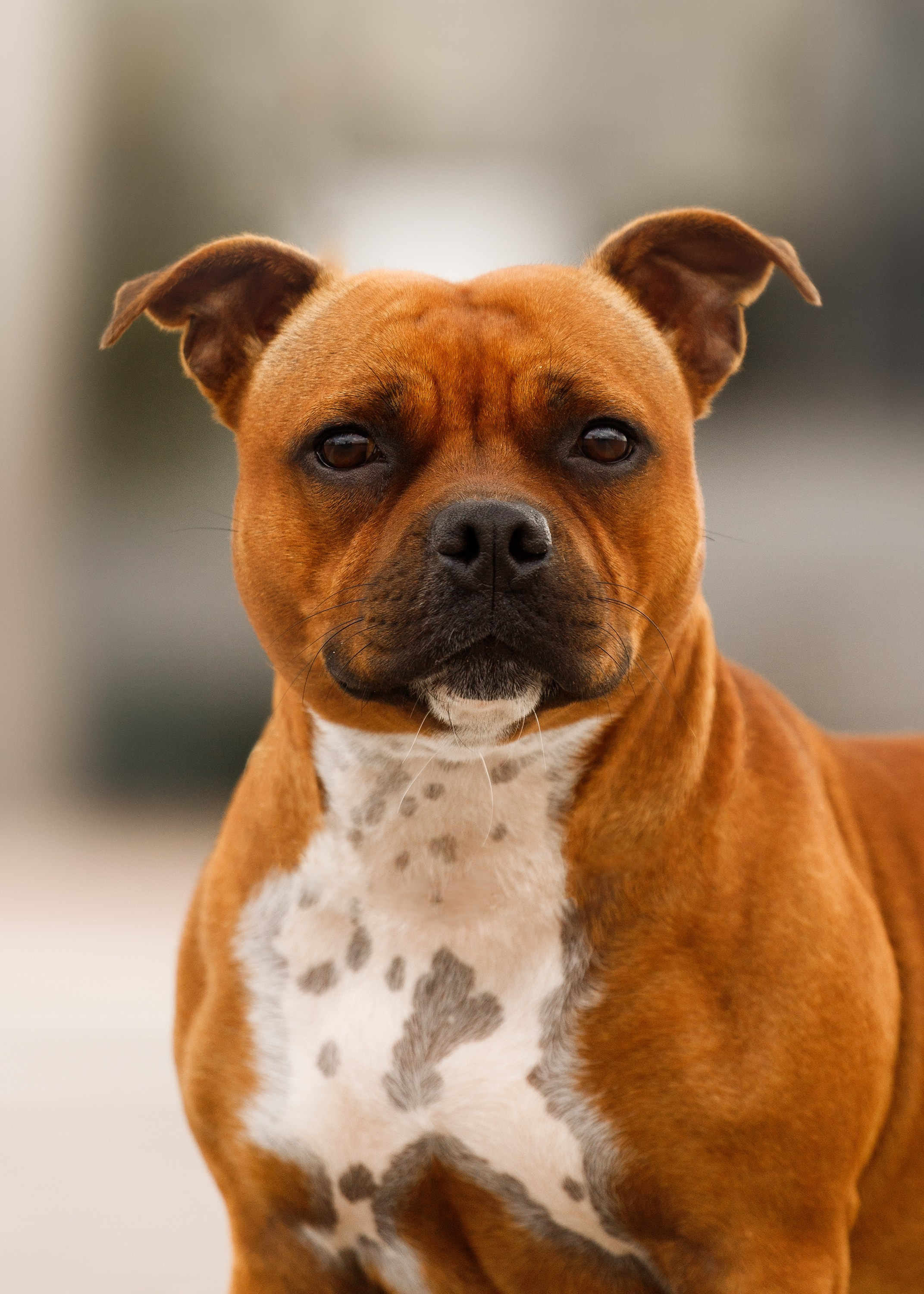 Autumn photo day for dog handler. Kaja | fotograf we Wrocławiu | ludzie i psy