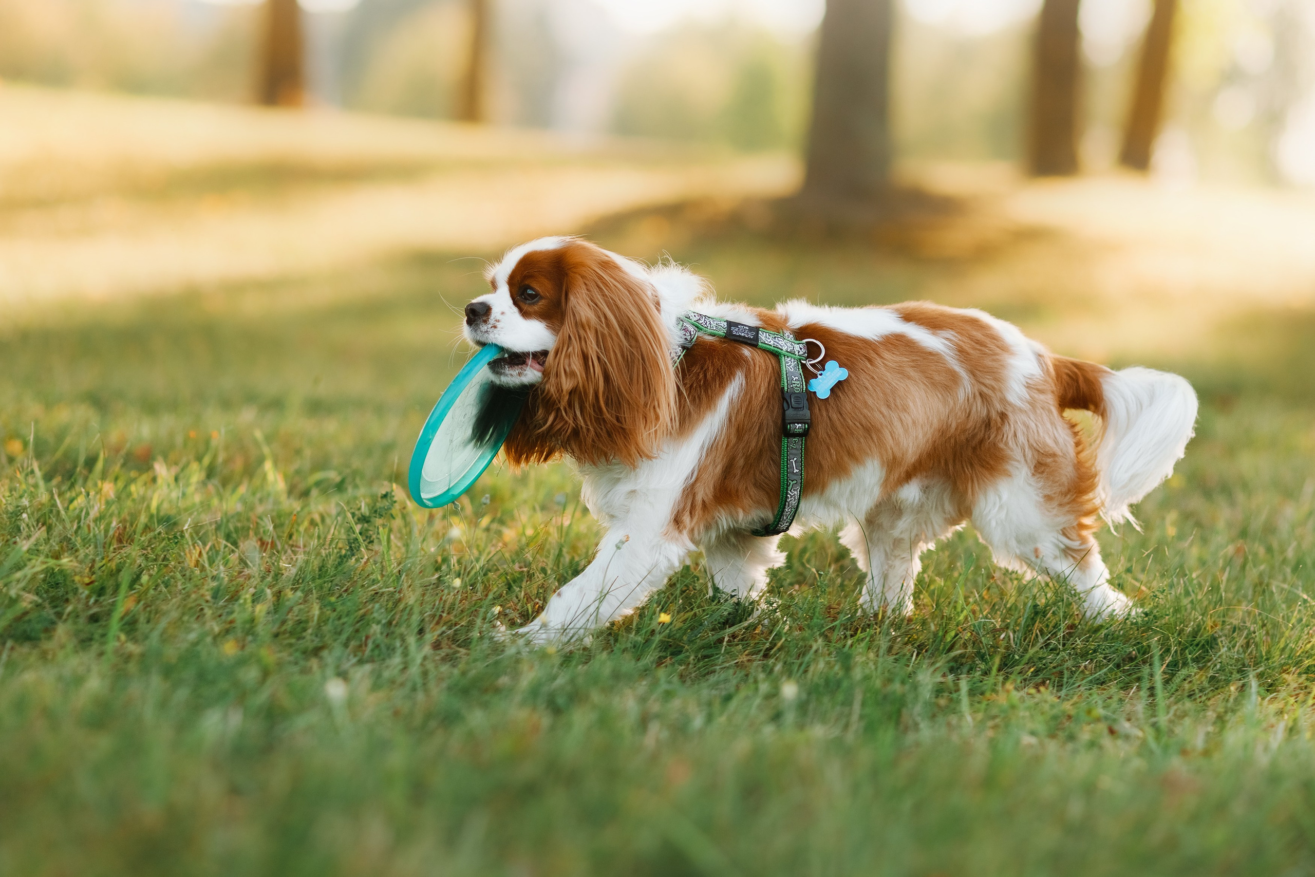 Frisbee workshop of Darya Lukina. Kaja | fotograf we Wrocławiu | ludzie i psy