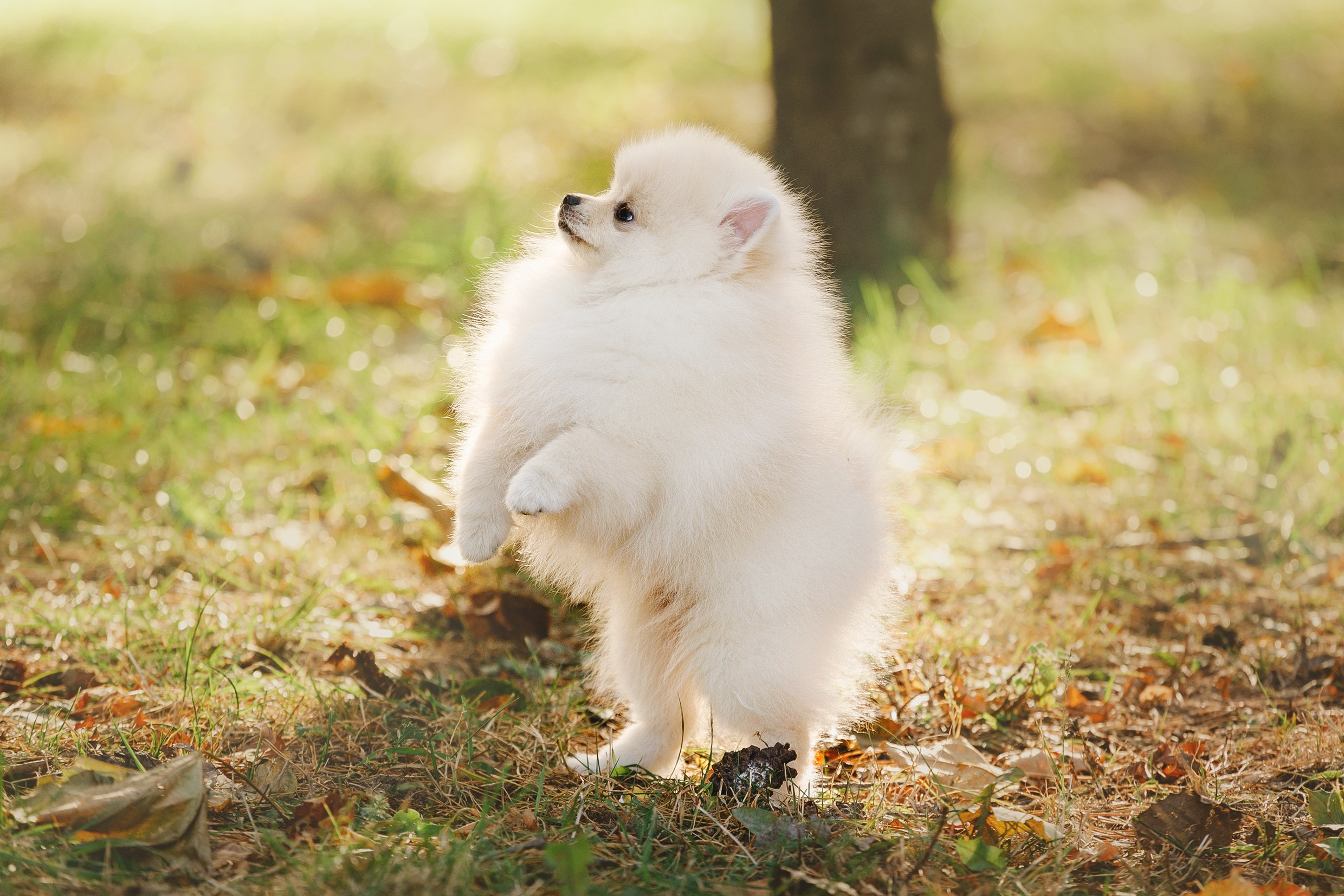 Little spitz. Kaja | fotograf psów we Wrocławiu