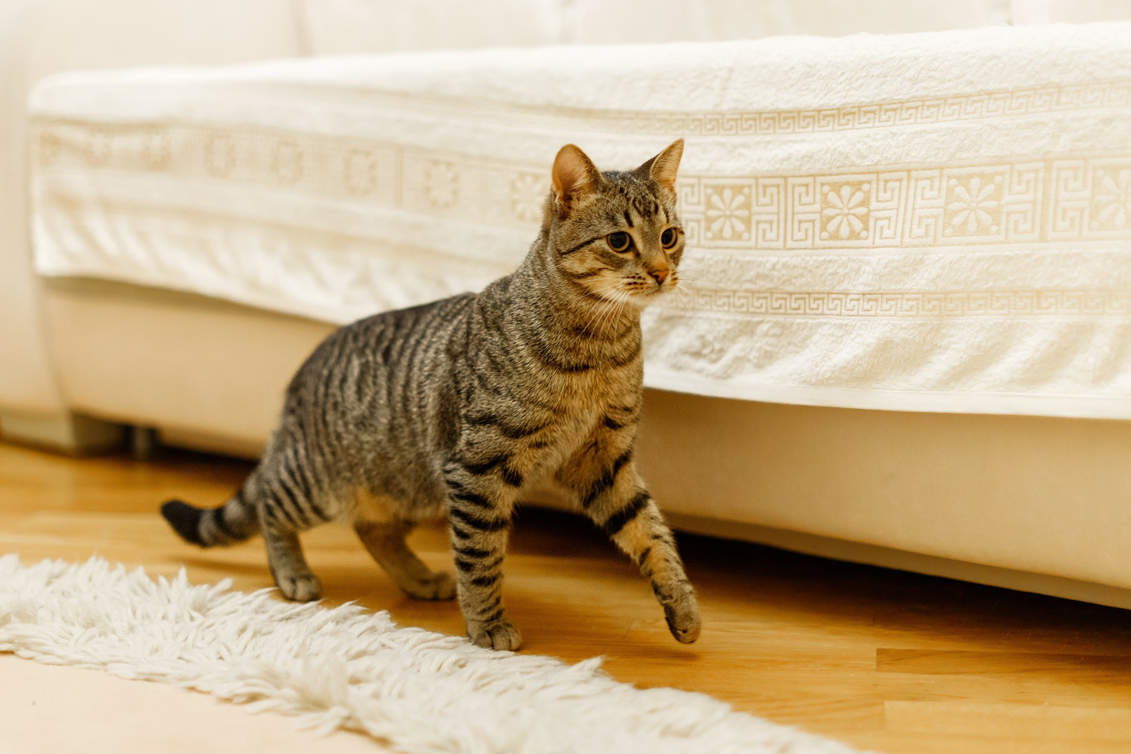 Cats for adoption. Kaja | fotograf we Wrocławiu | ludzie i psy