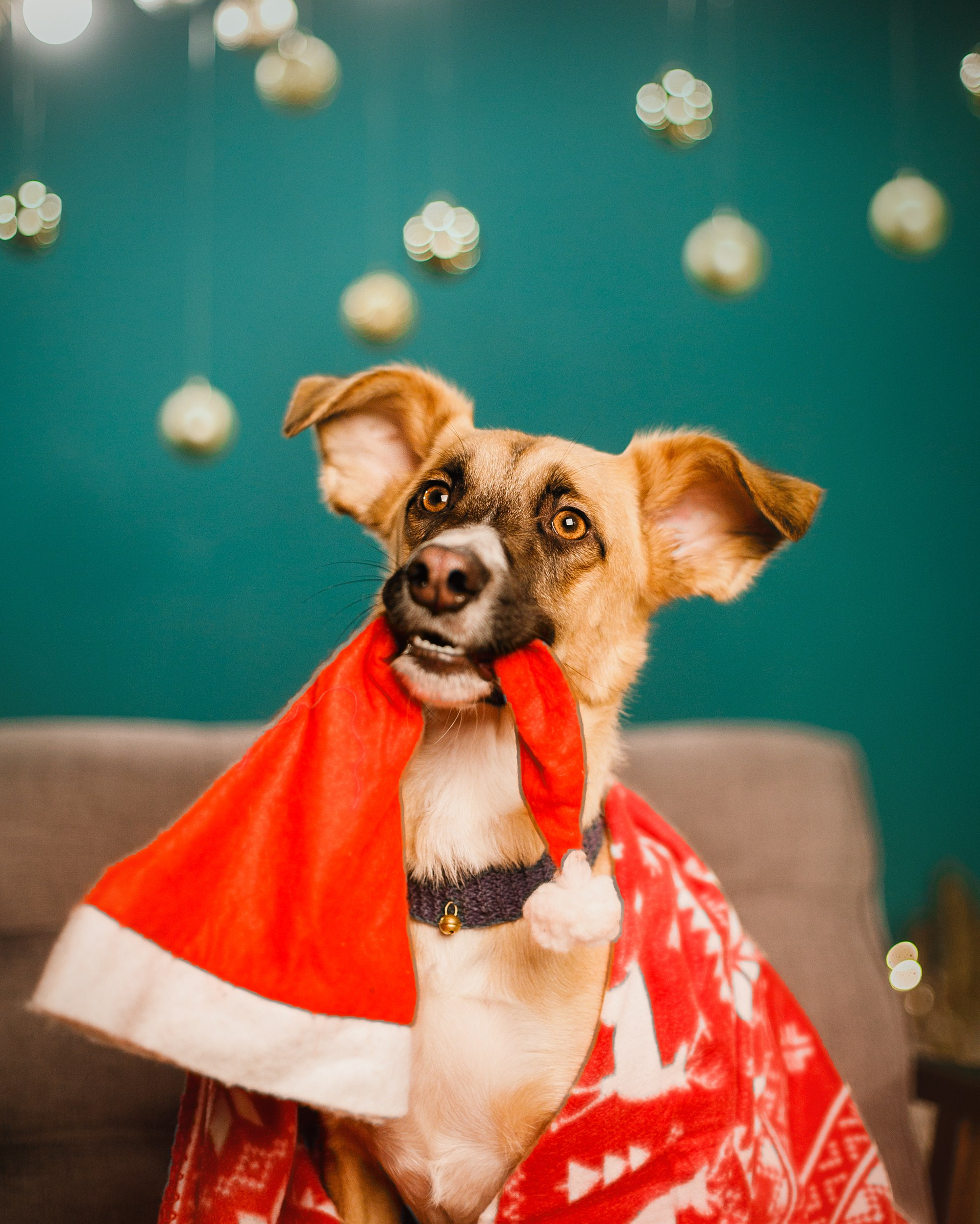 Lana, Edgar and Mucha | new year studio. Kaja | fotograf psów we Wrocławiu