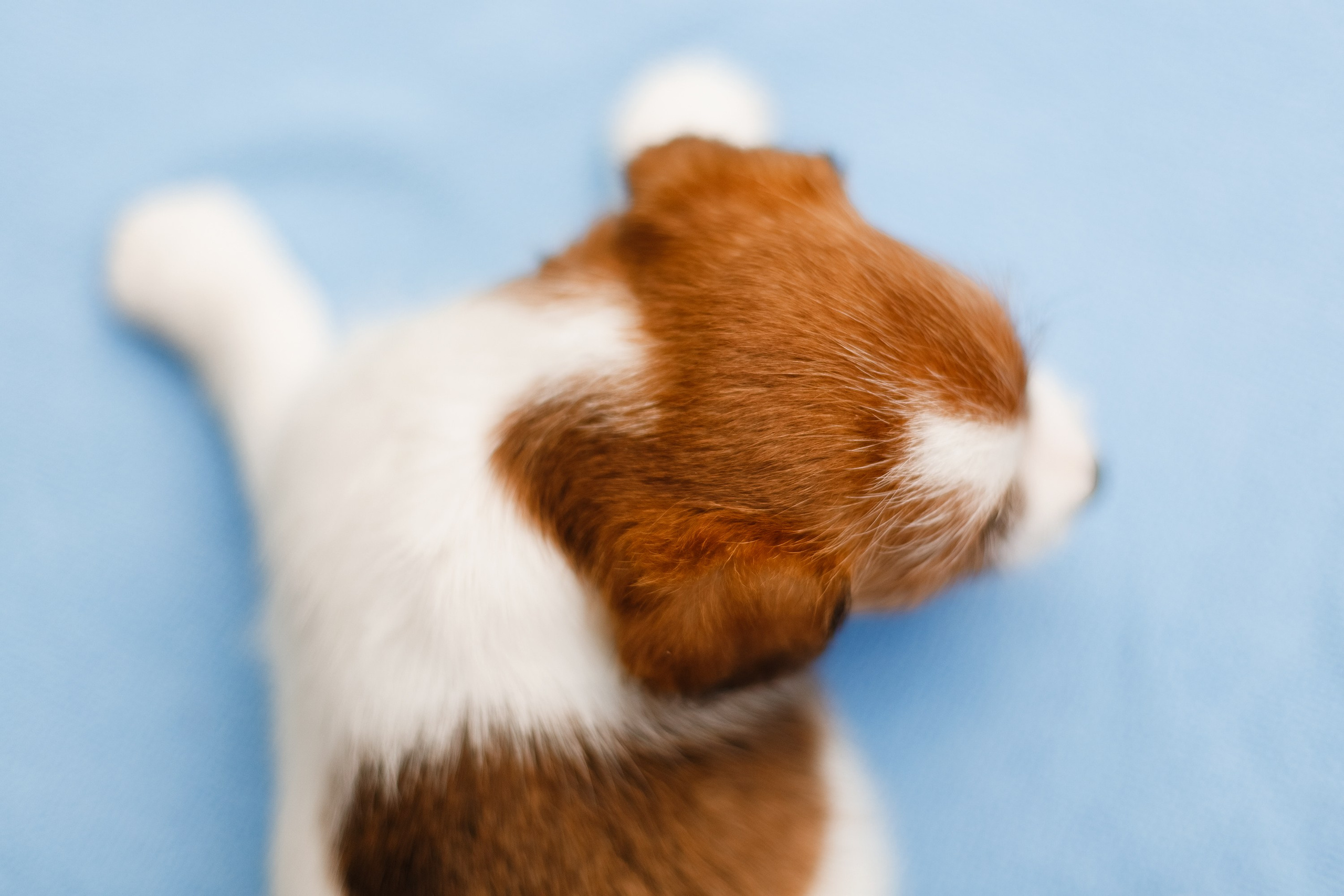 Jack russel puppies. Kaja | fotograf we Wrocławiu | ludzie i psy