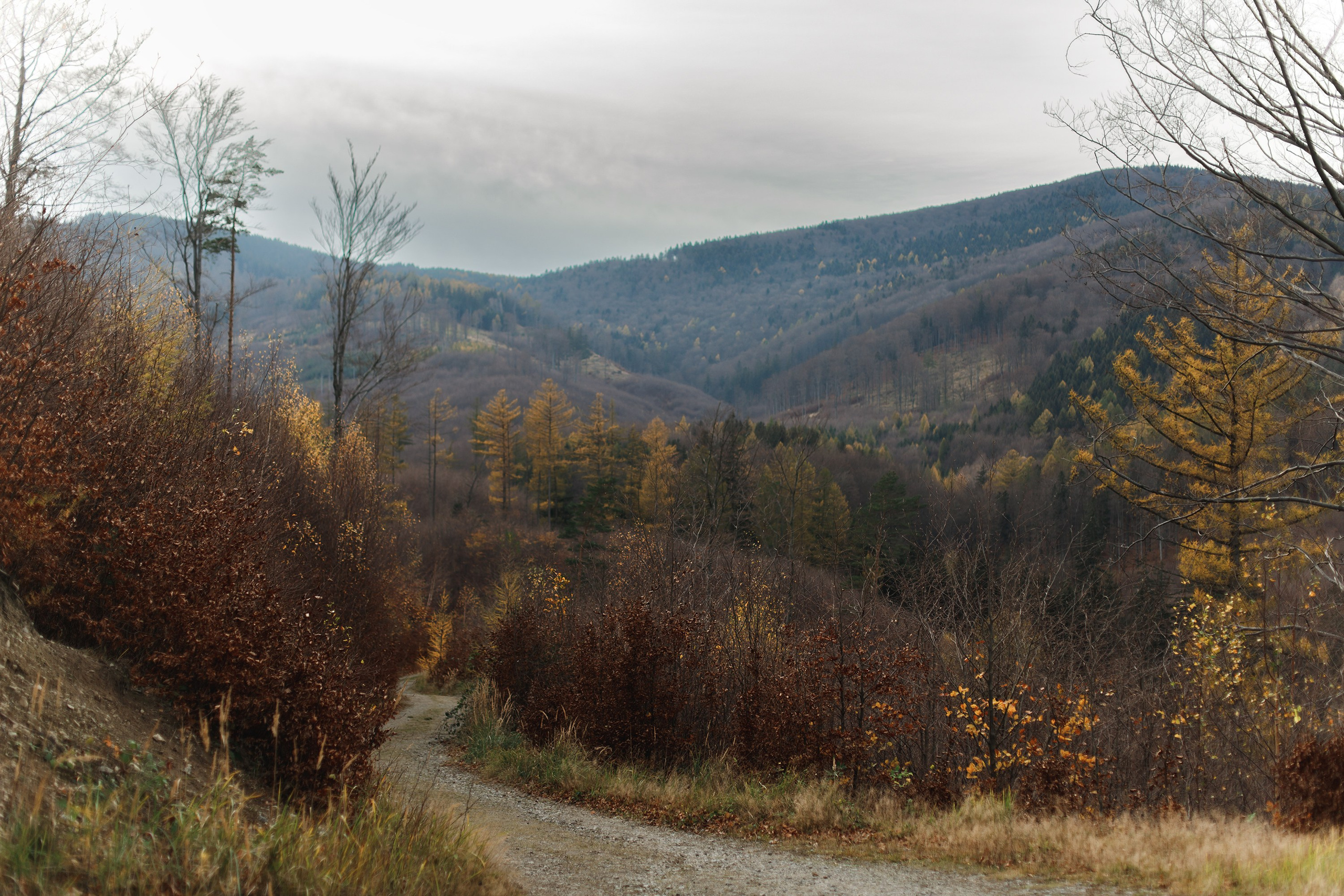 Sowie góry. Kaja | fotograf we Wrocławiu | ludzie i psy