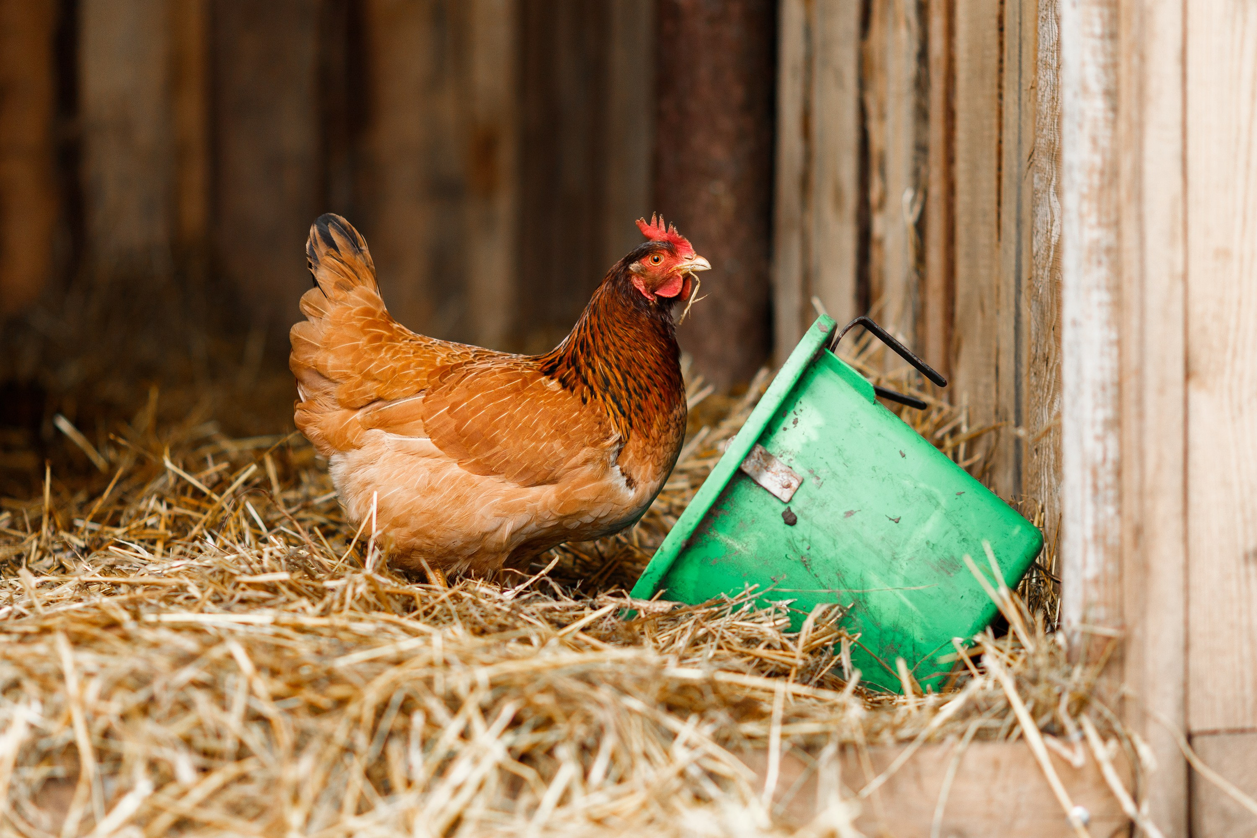 Winter stable. Kaja | fotograf psów we Wrocławiu