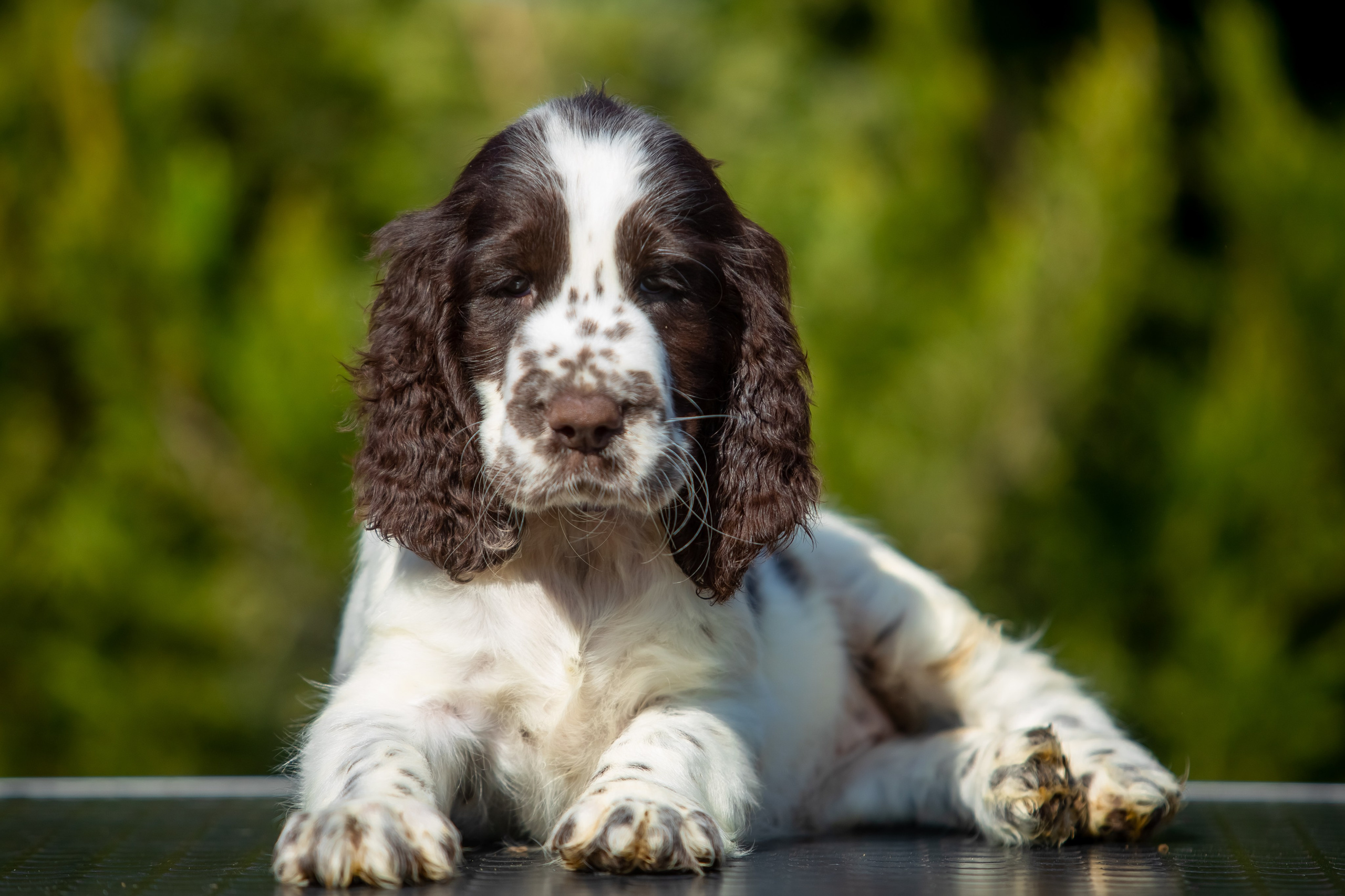 Female — Purple collar💜. Website of the titled stud dog of the Springer Spaniel breed