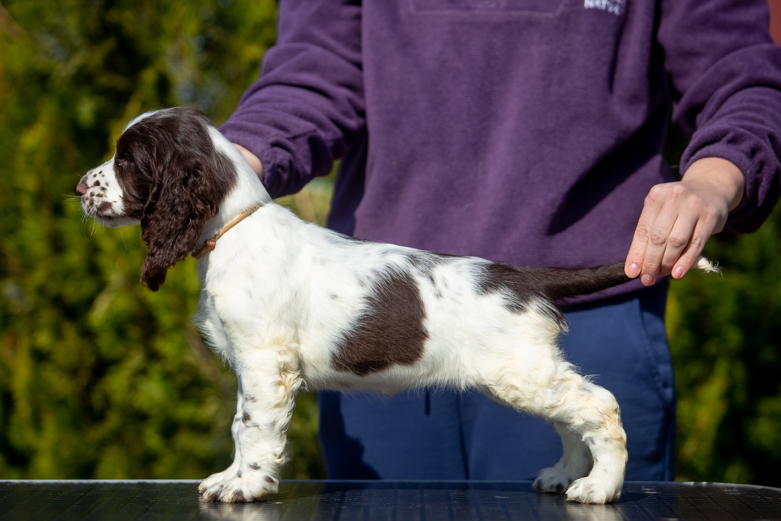 Female — Grey collar 🩶. Website of the titled stud dog of the Springer Spaniel breed