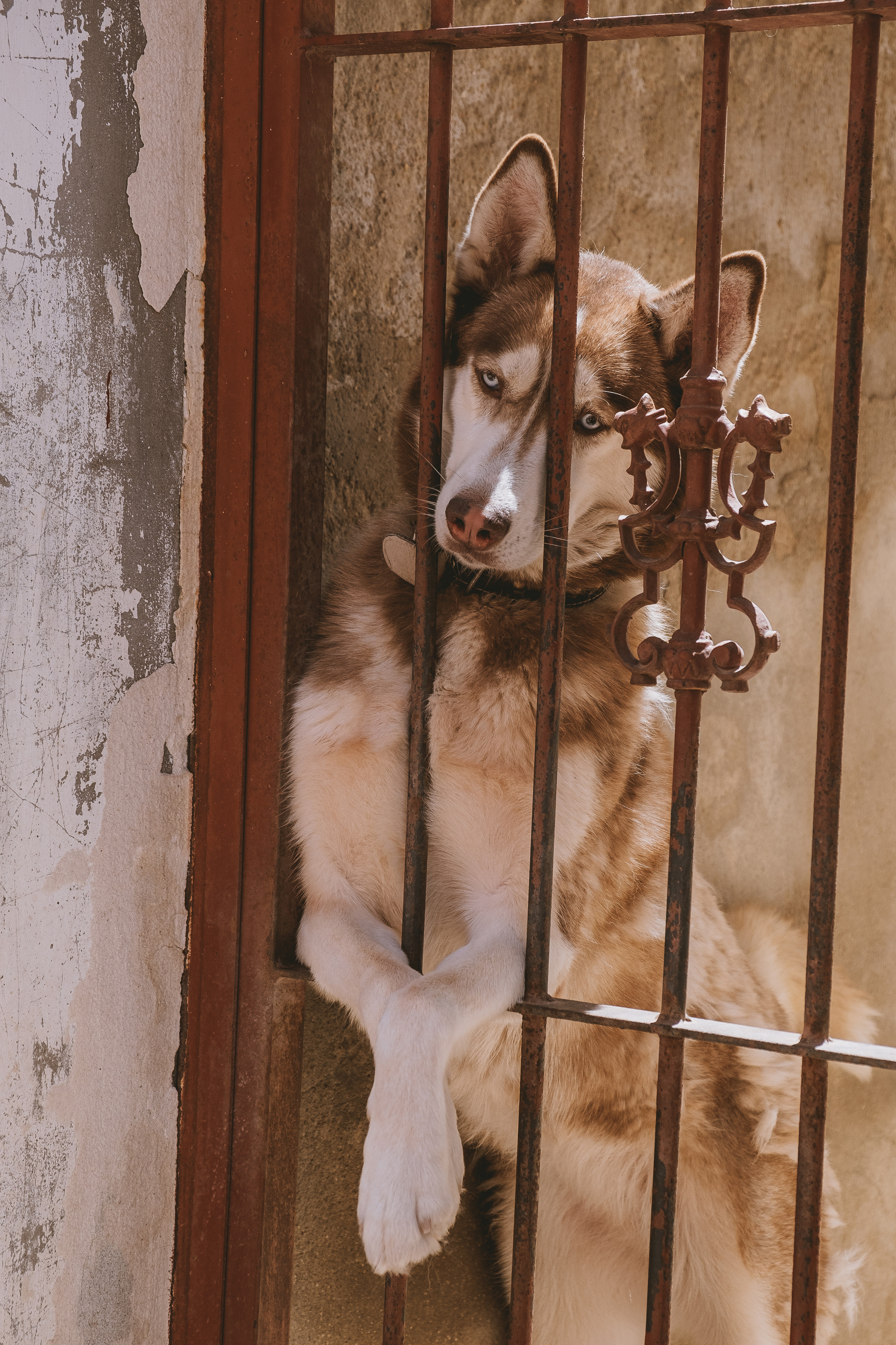 Orihuela (Ориуэла, кат. Oriola)