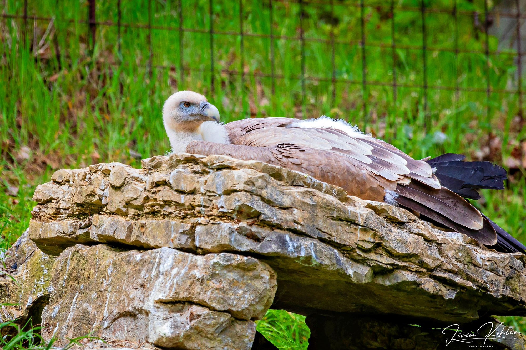 Wildpark Bad Mergentheim. FOTO KREATIV