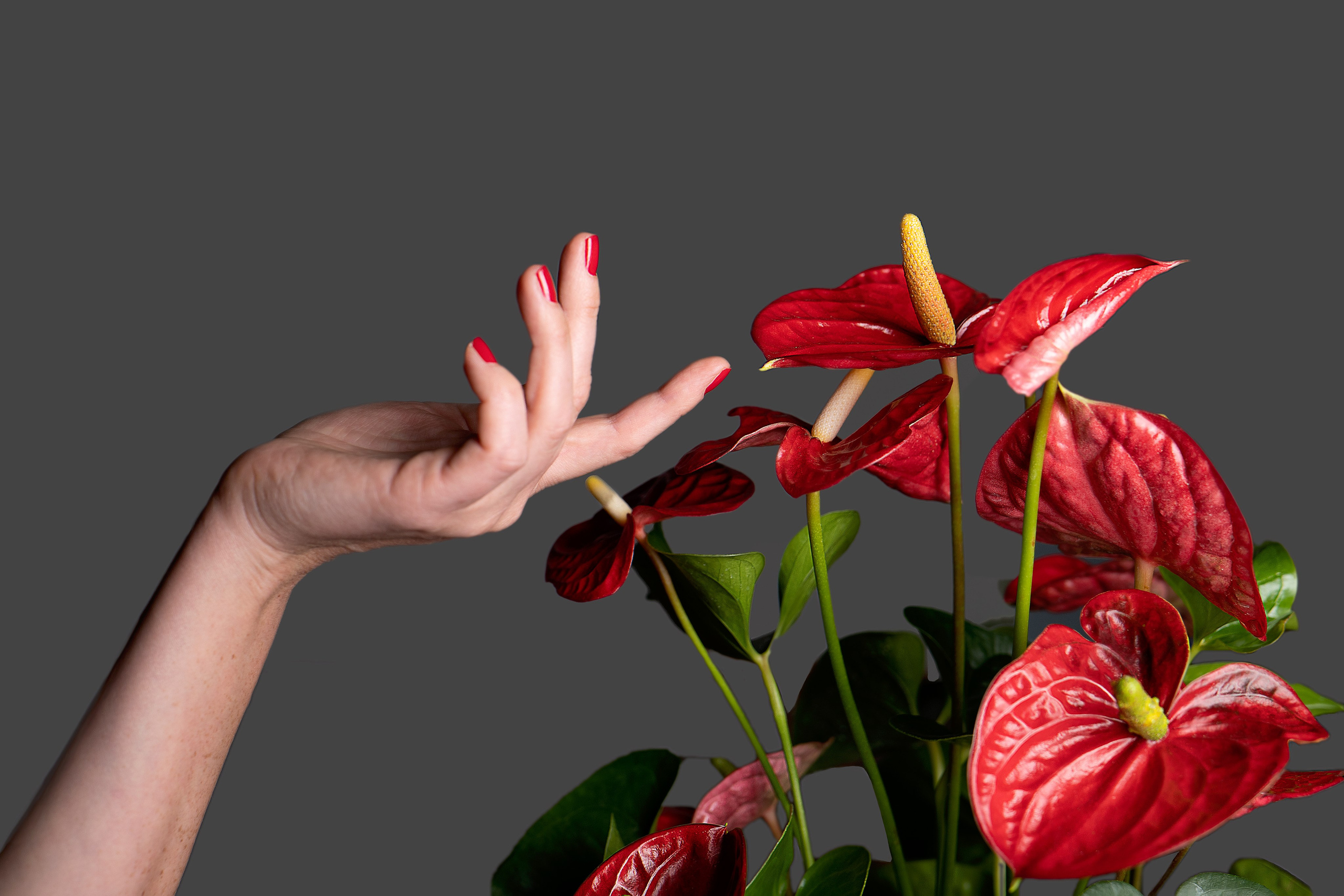 Anna. Portrais créatifs de familles et individuels, Ile et Vilaine, France