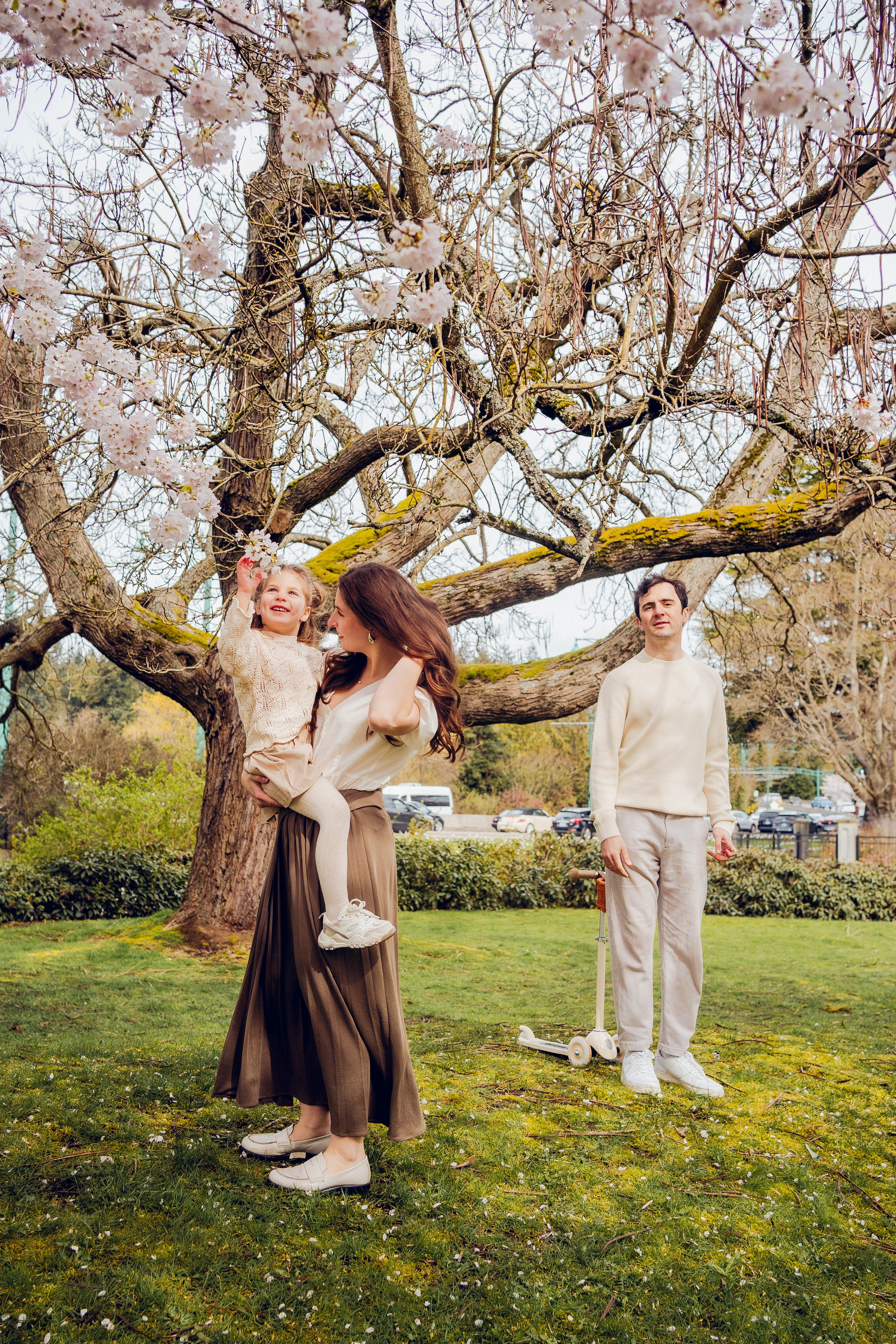 Cherry blossom. Main