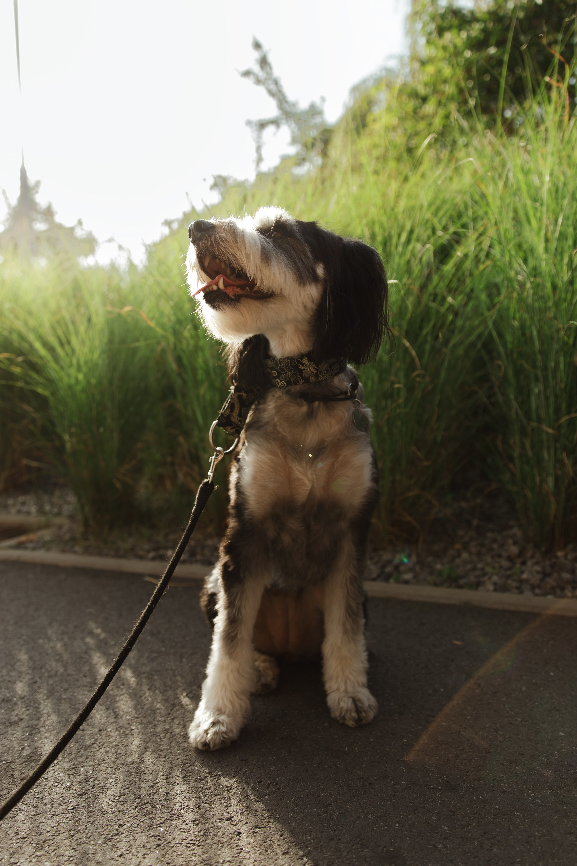 Lera & Flora. Kaja | fotograf we Wrocławiu | ludzie i psy