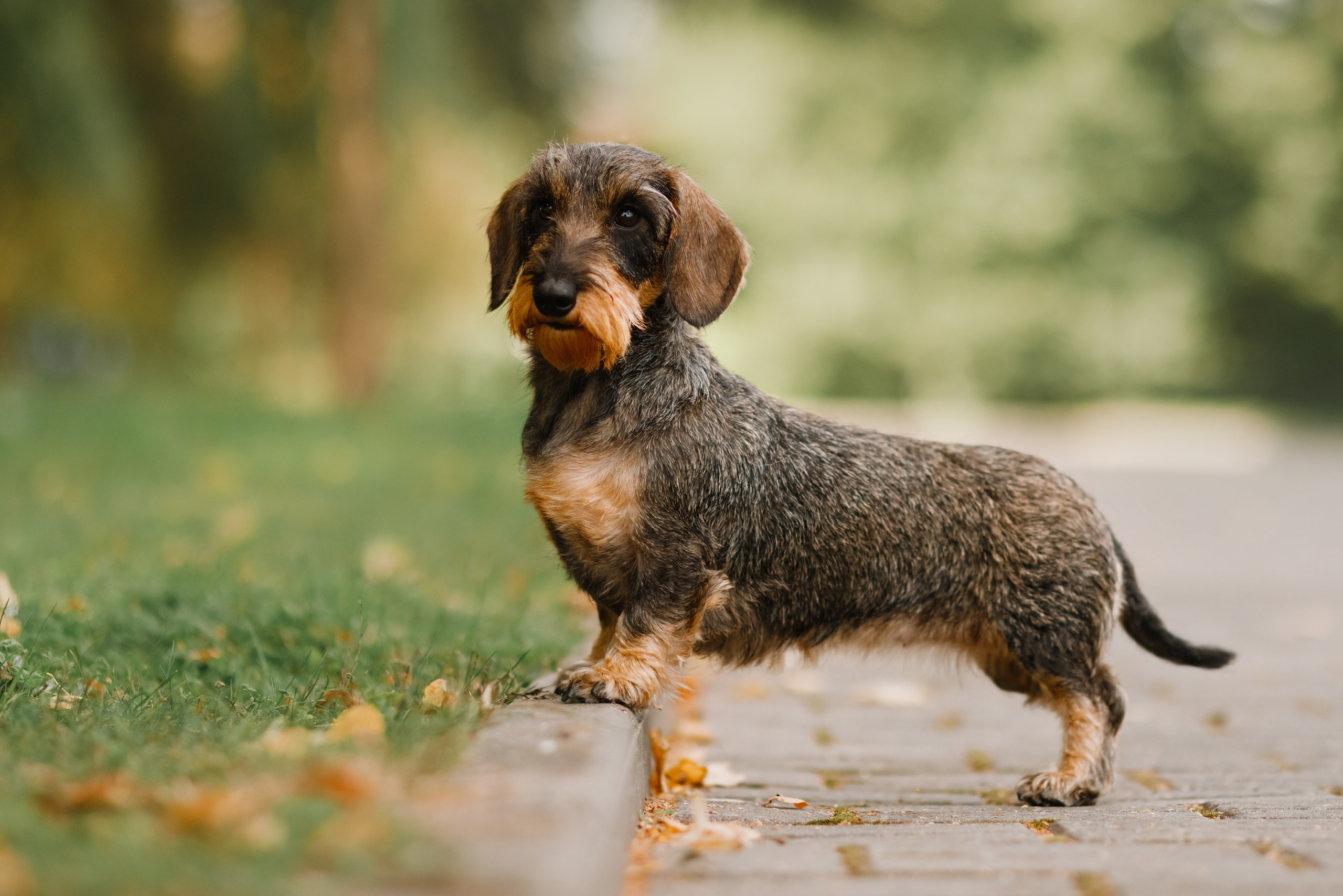Summer photo day for dog handler. Kaja | fotograf we Wrocławiu | ludzie i psy