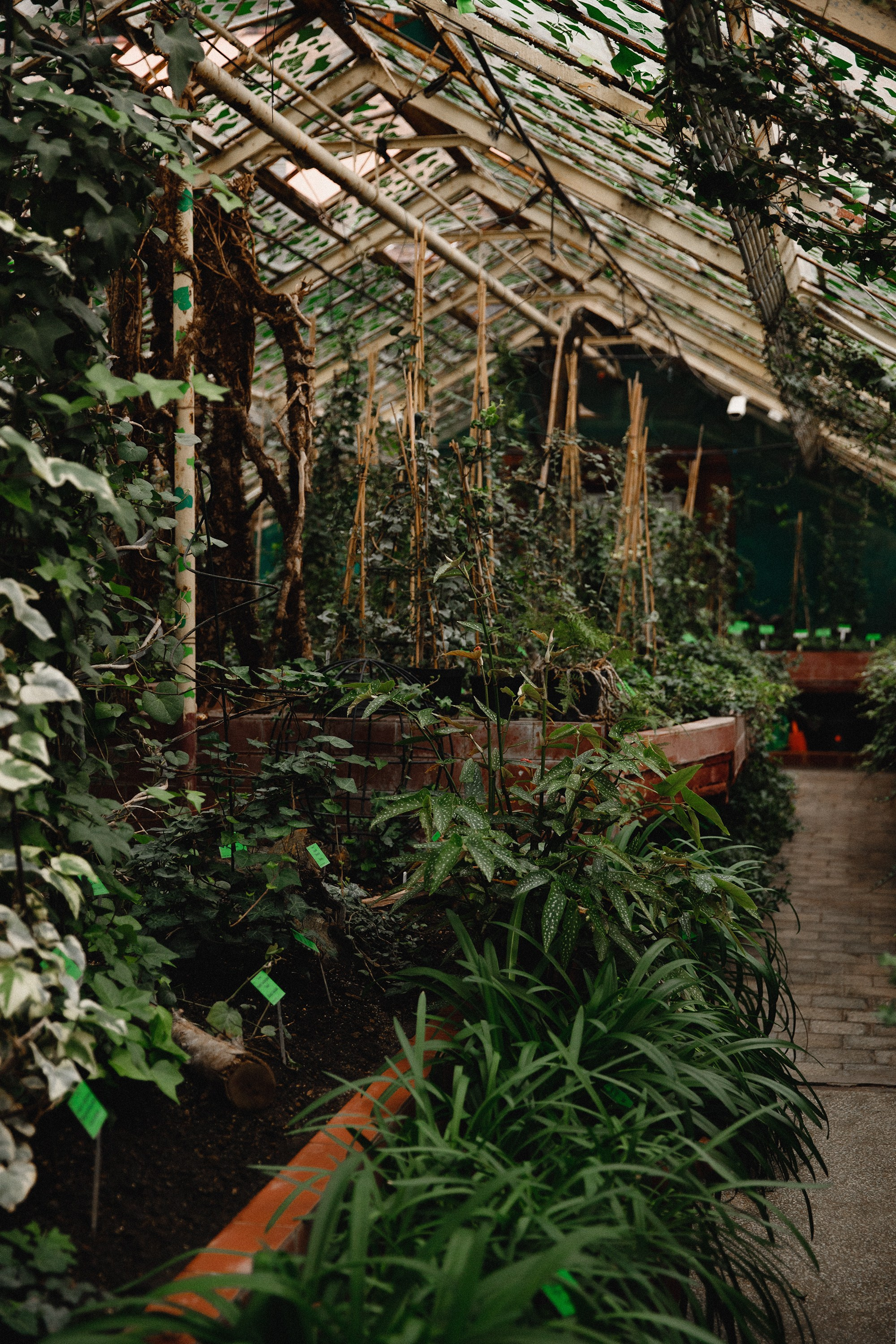 Botanical garden in Wroclaw. Kaja | fotograf we Wrocławiu | ludzie i psy