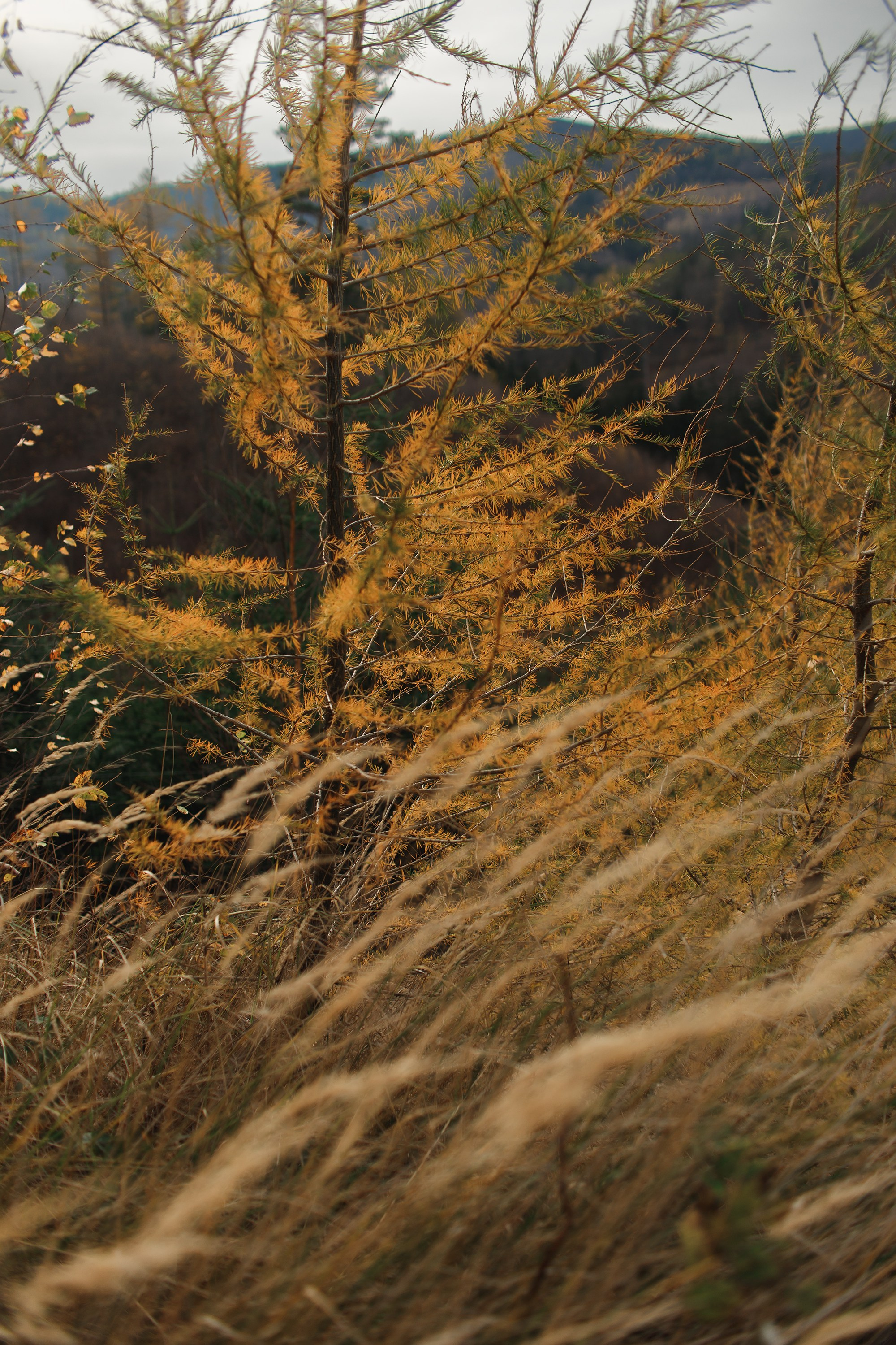 Sowie góry. Kaja | fotograf we Wrocławiu | ludzie i psy