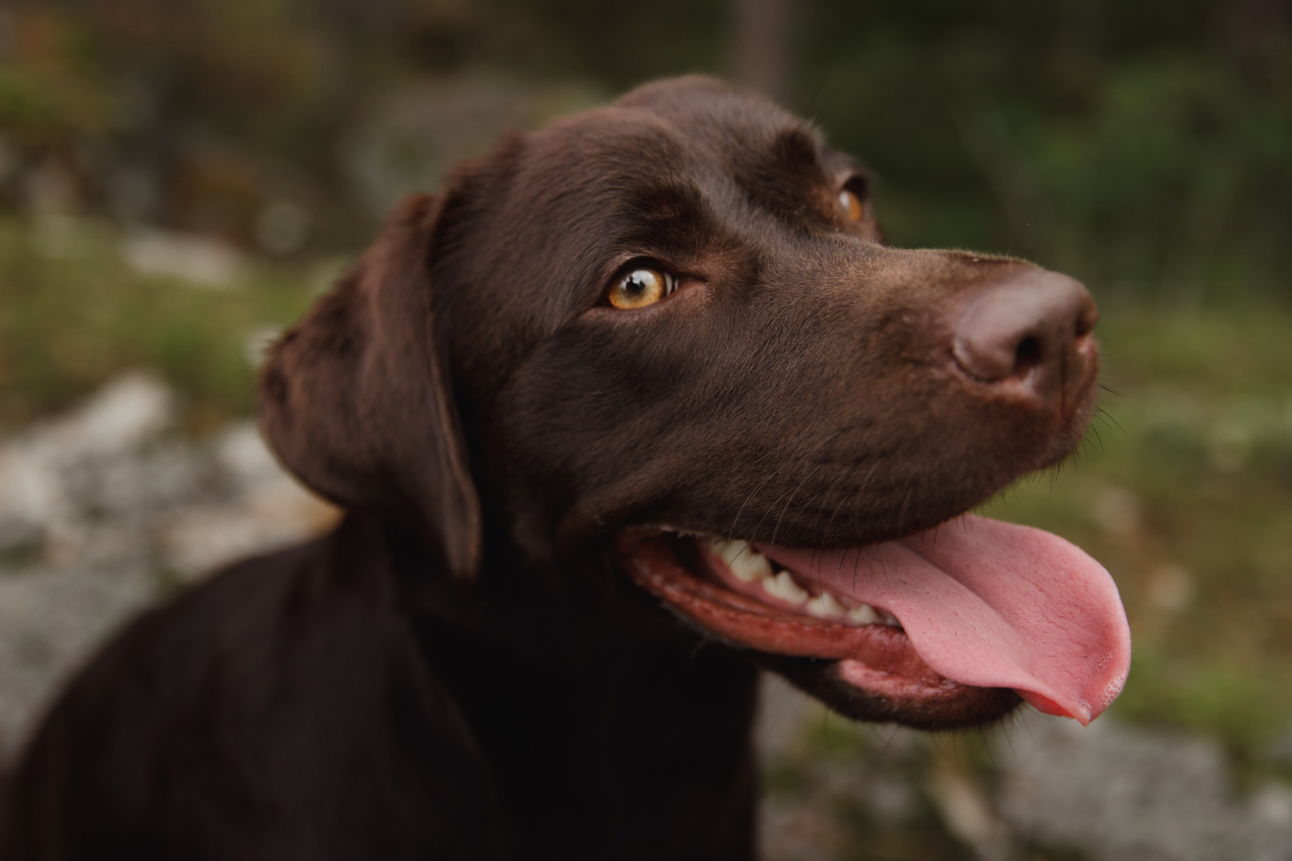 Finnish mossy hills. Kaja | fotograf psów we Wrocławiu