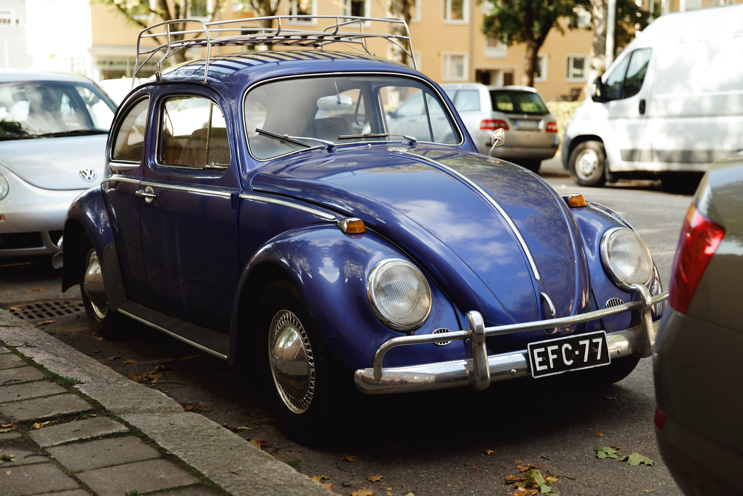 Turku. Kaja | fotograf psów we Wrocławiu