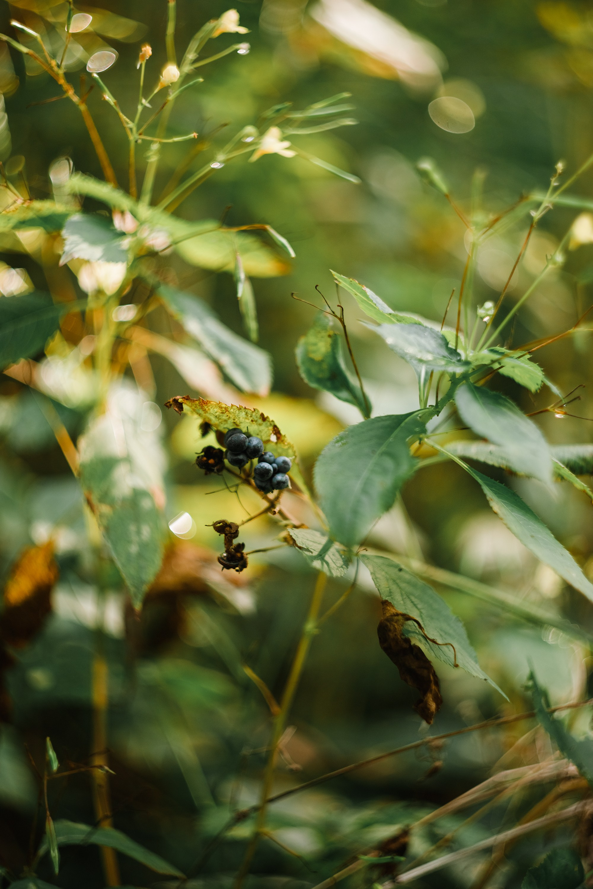 Grodno. Kaja | fotograf we Wrocławiu | ludzie i psy