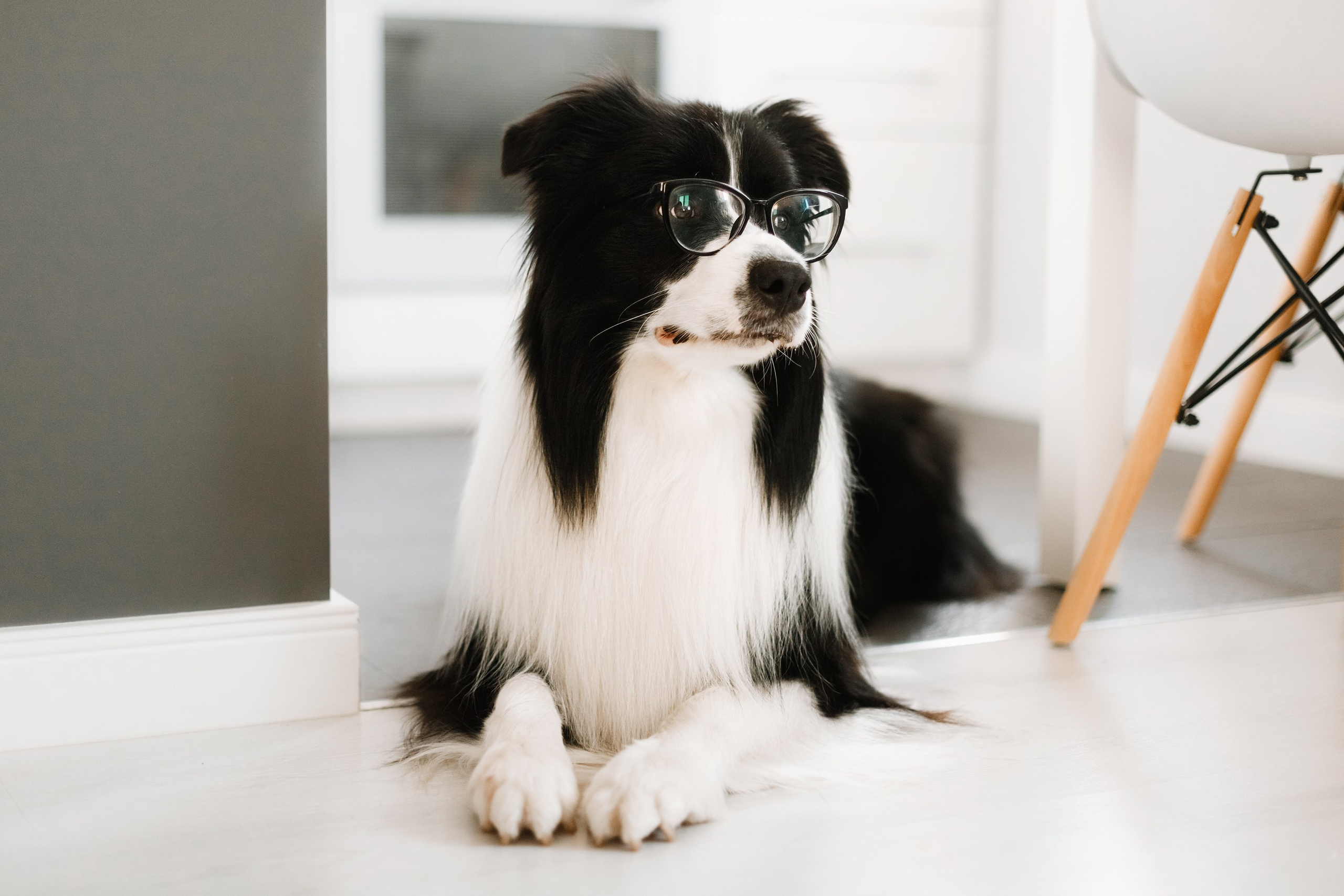 Evgenia & Richard. Kaja | fotograf we Wrocławiu | ludzie i psy