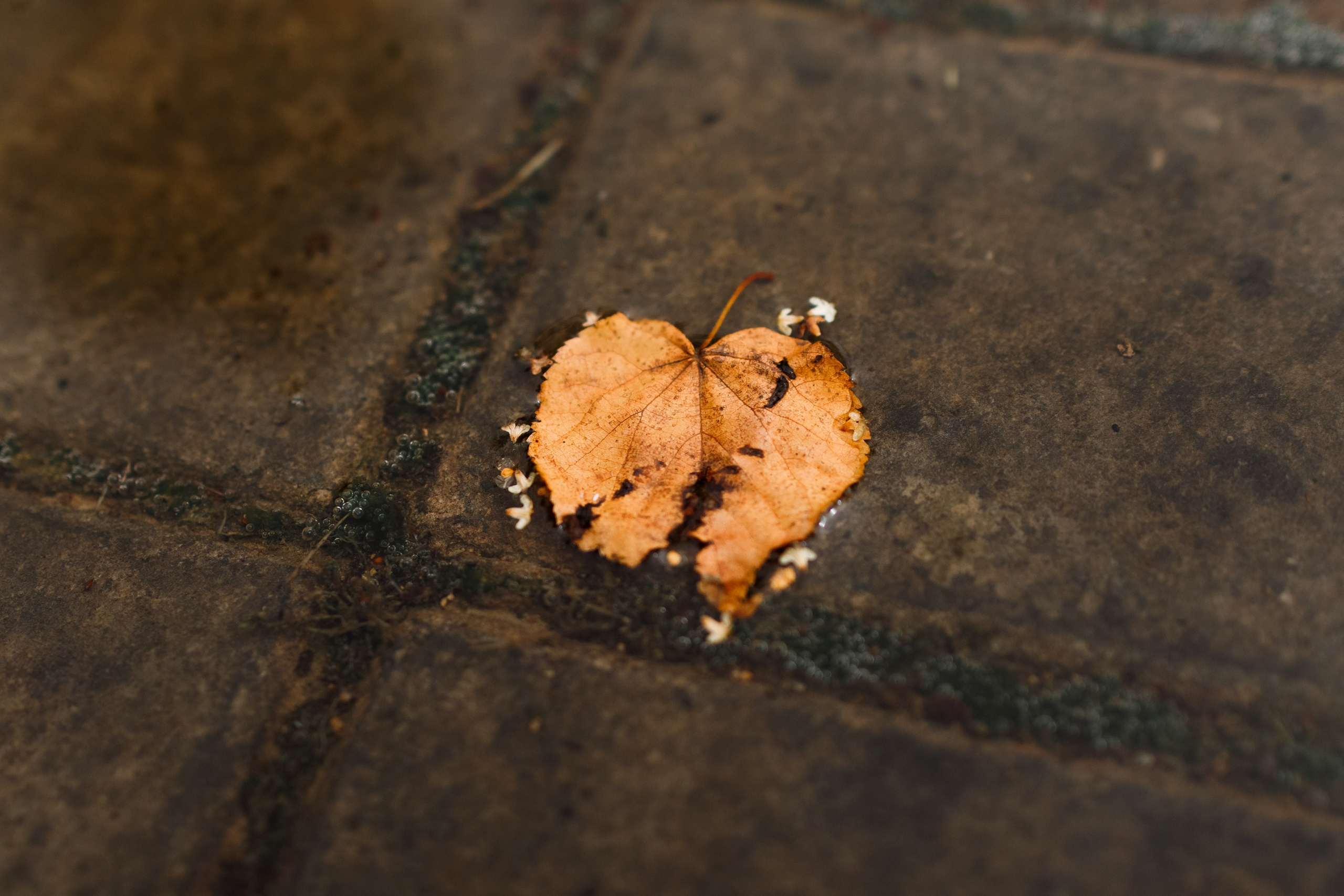 Grodno. Kaja | fotograf we Wrocławiu | ludzie i psy