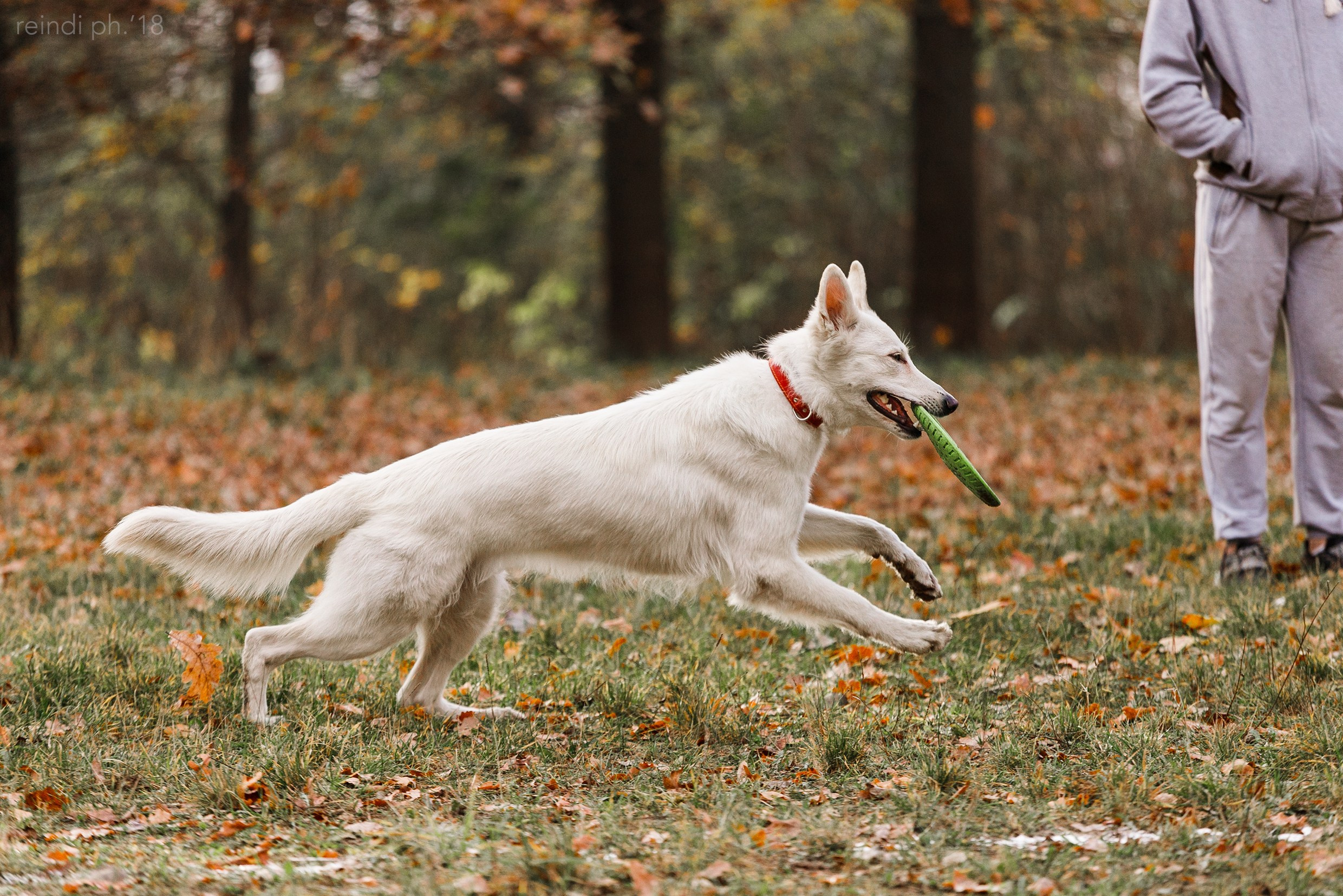 Frisbee and dog puller championship | autumn. Kaja | fotograf we Wrocławiu | ludzie i psy