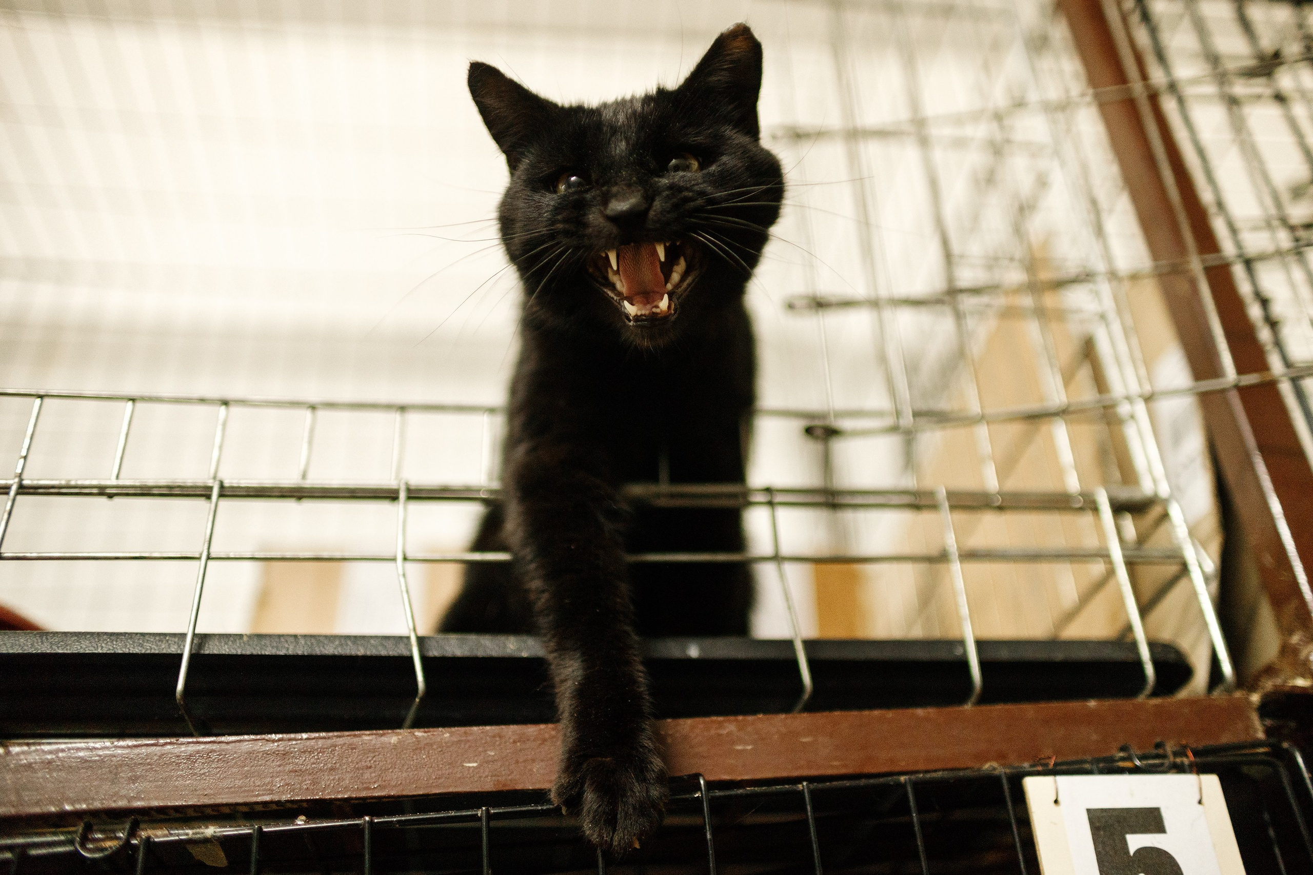 Shelter's cats for adoption. Kaja | fotograf we Wrocławiu | ludzie i psy