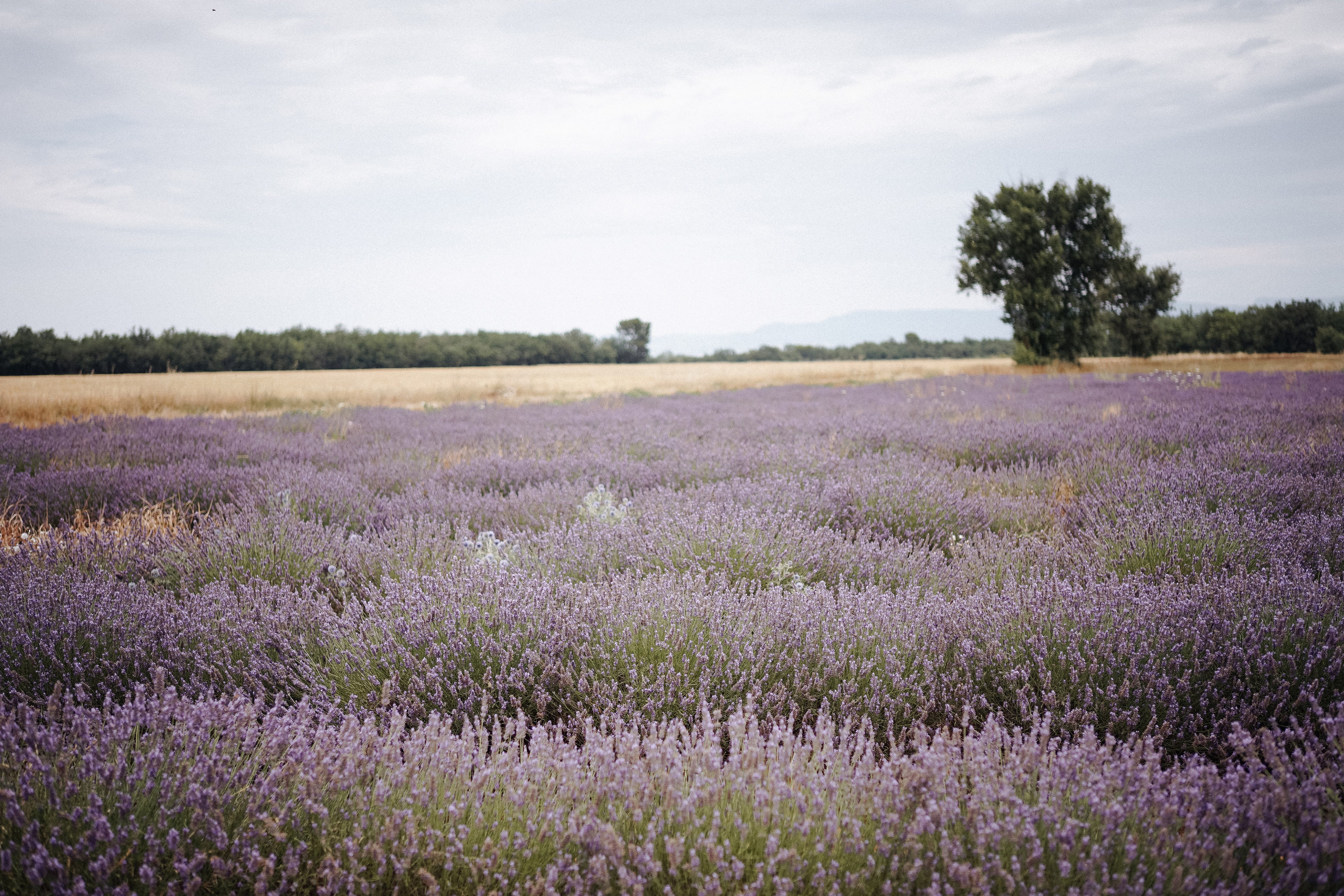 Photographe à la Seyne sur Mer, Var