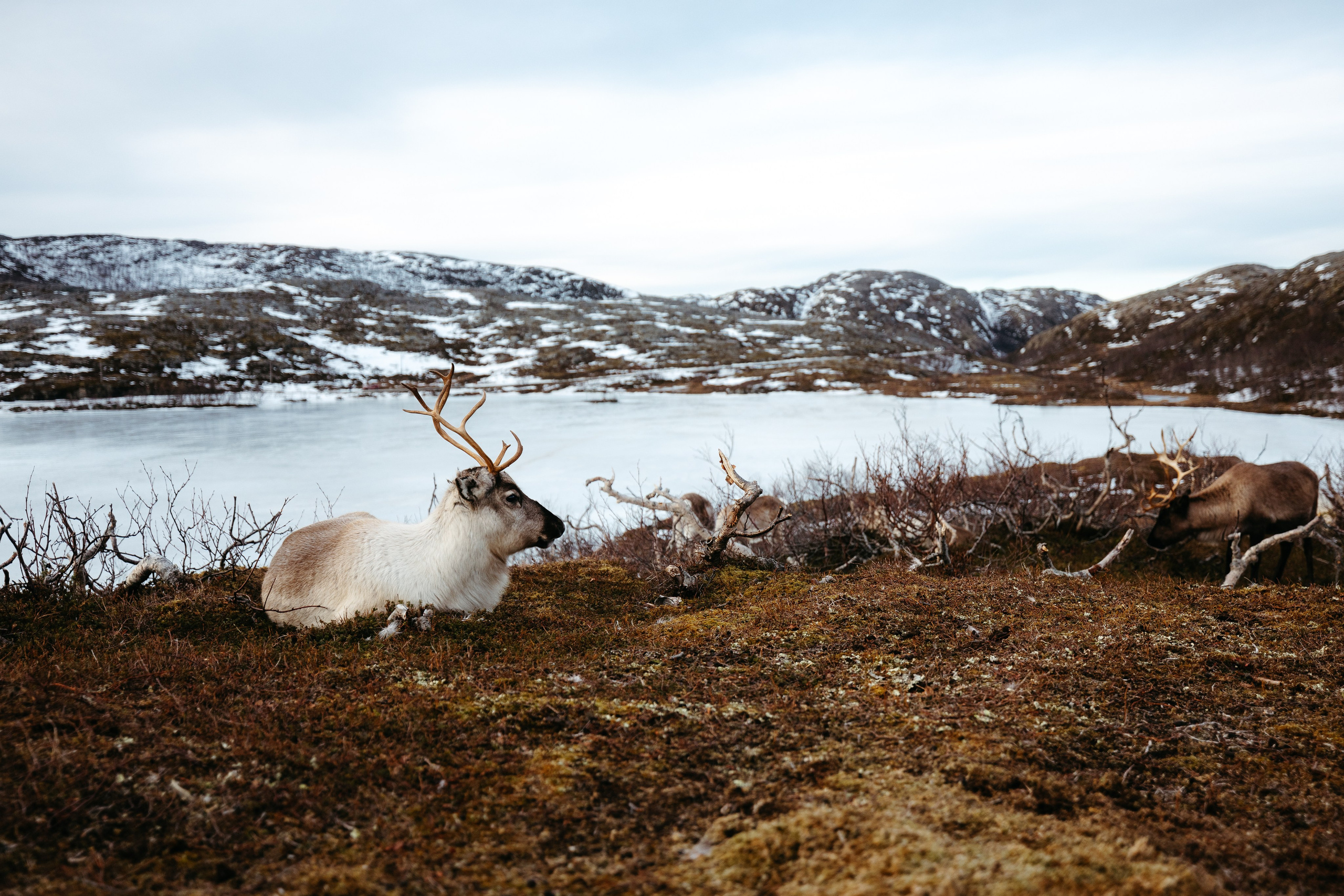 Tromso. Marius Ciocan