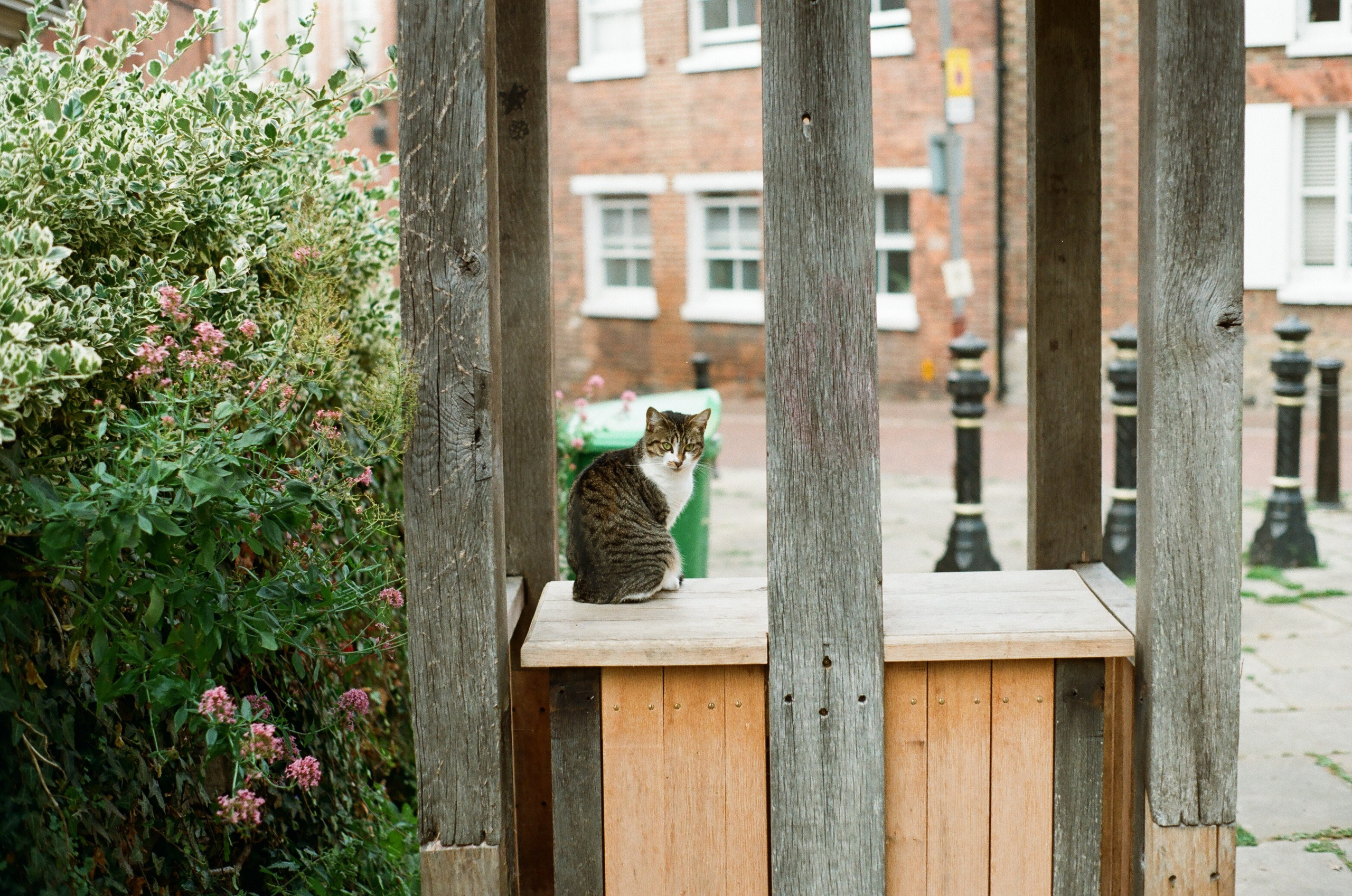 Animals. Elena Zykova film photographer in London