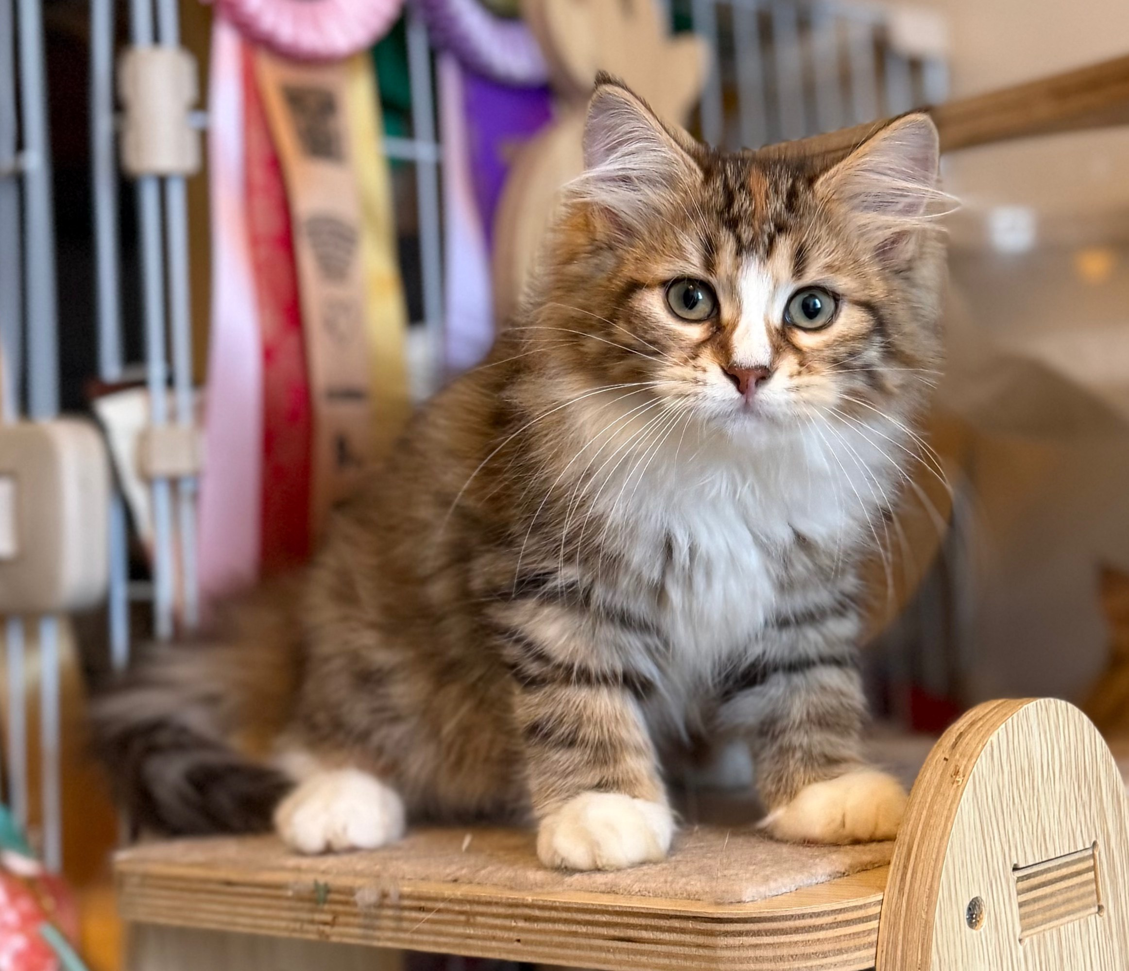 Eliza. LEMON GREEN SIBERIANS 香港西伯利亞貓舍