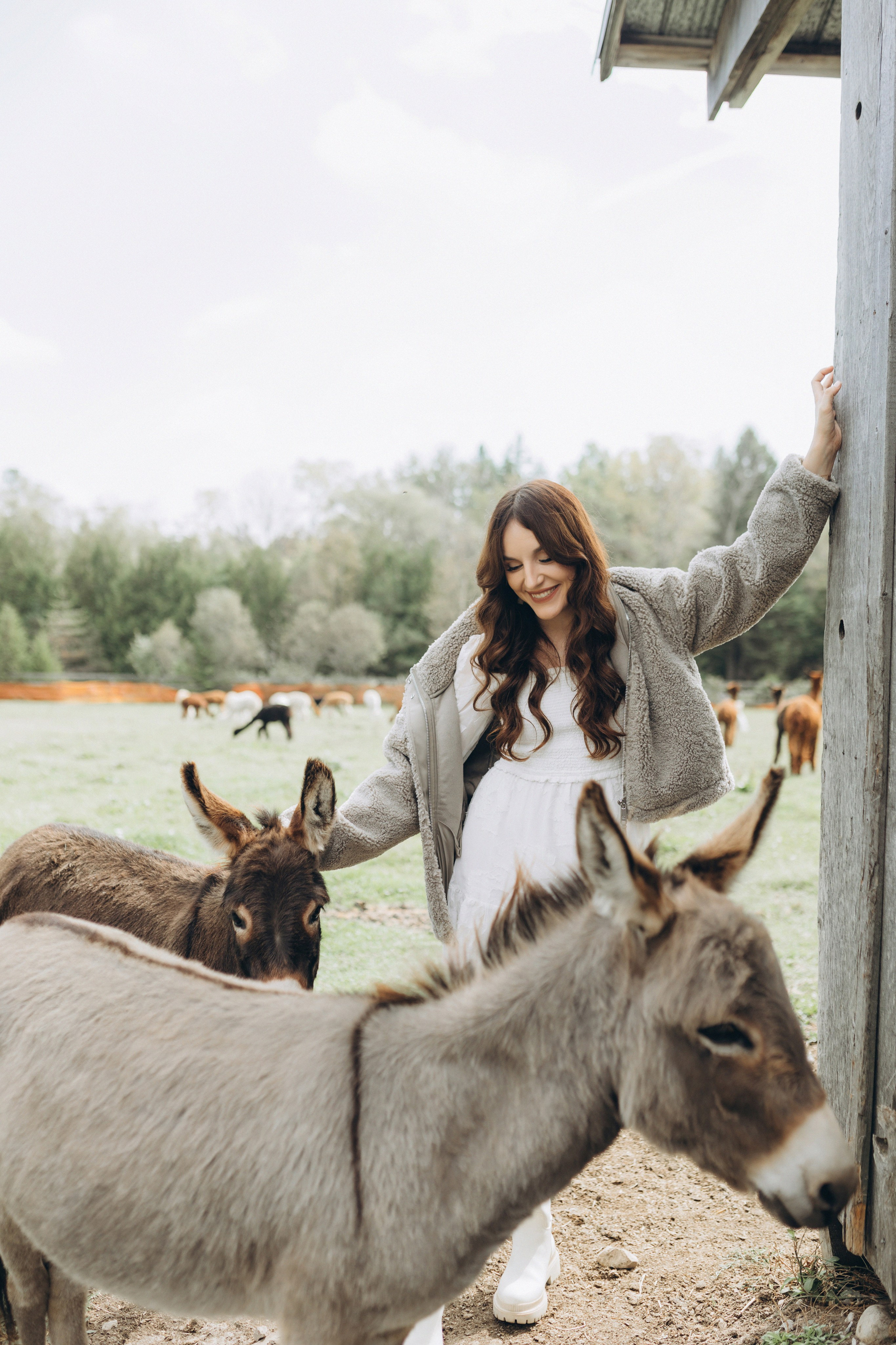 Alpacas Farm. Chernenko.photography