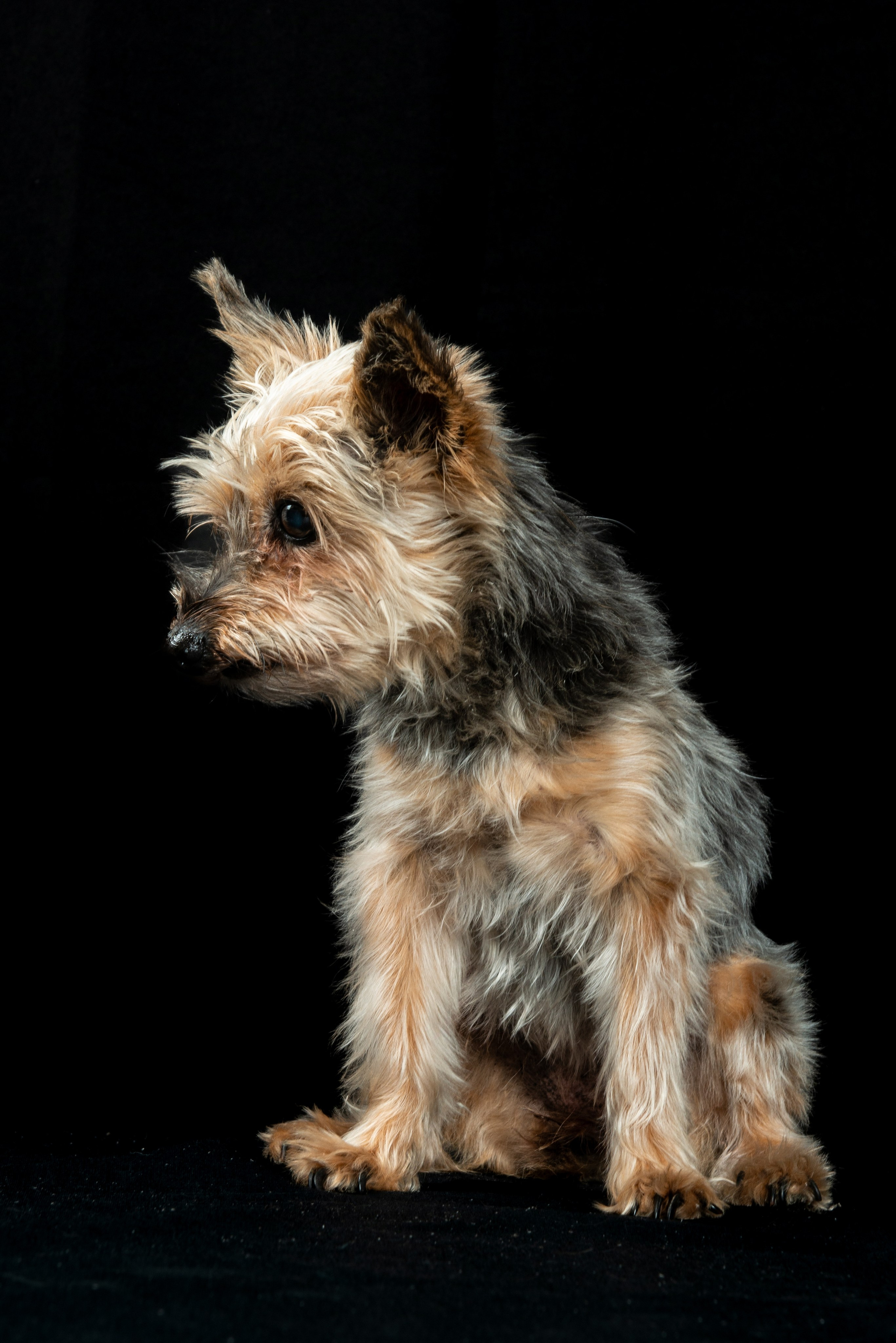 Sesiones fotográficas con mascotas en Gran Canaria | Migui Expressive