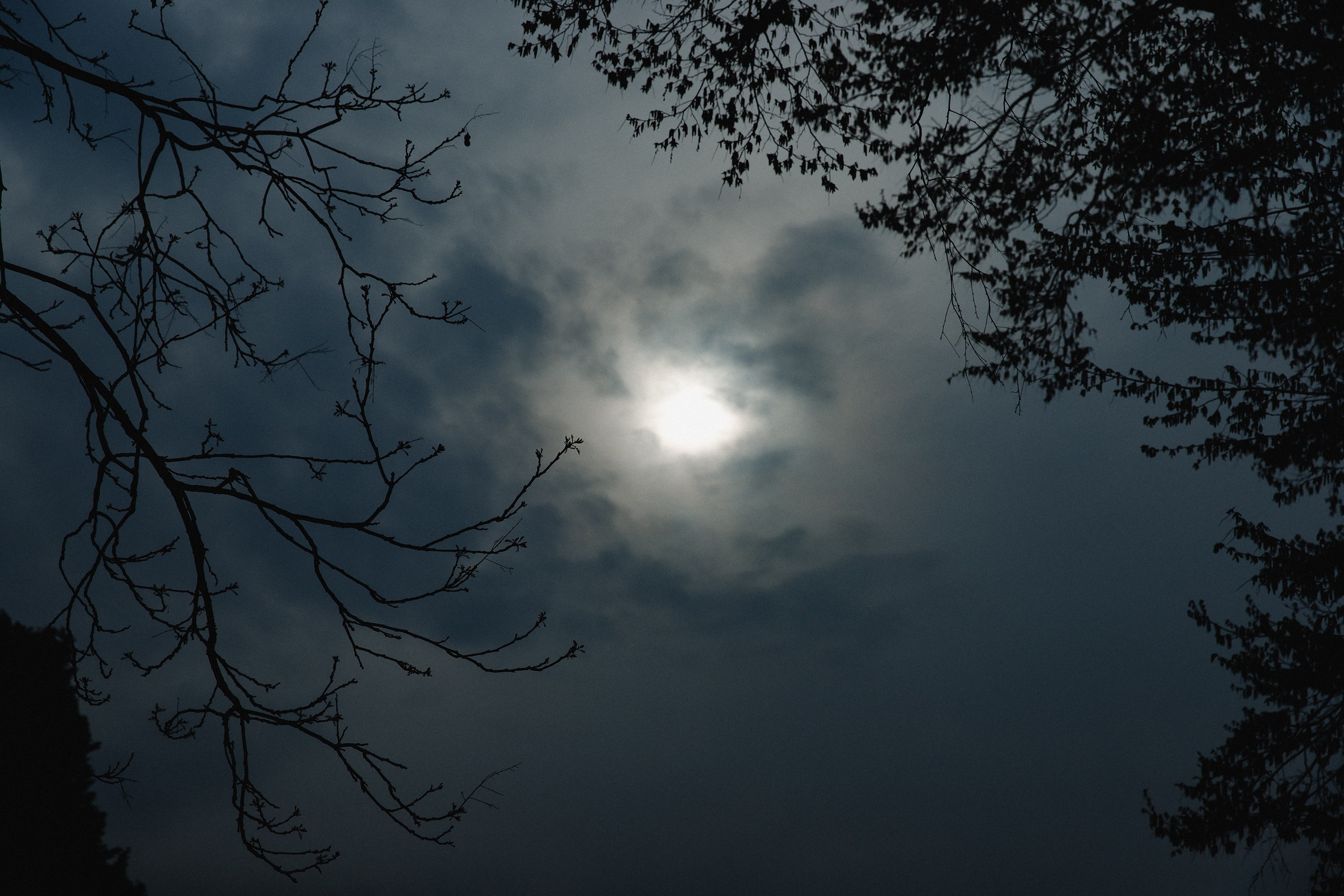 Botanical garden in Wroclaw. Kaja | fotograf we Wrocławiu | ludzie i psy