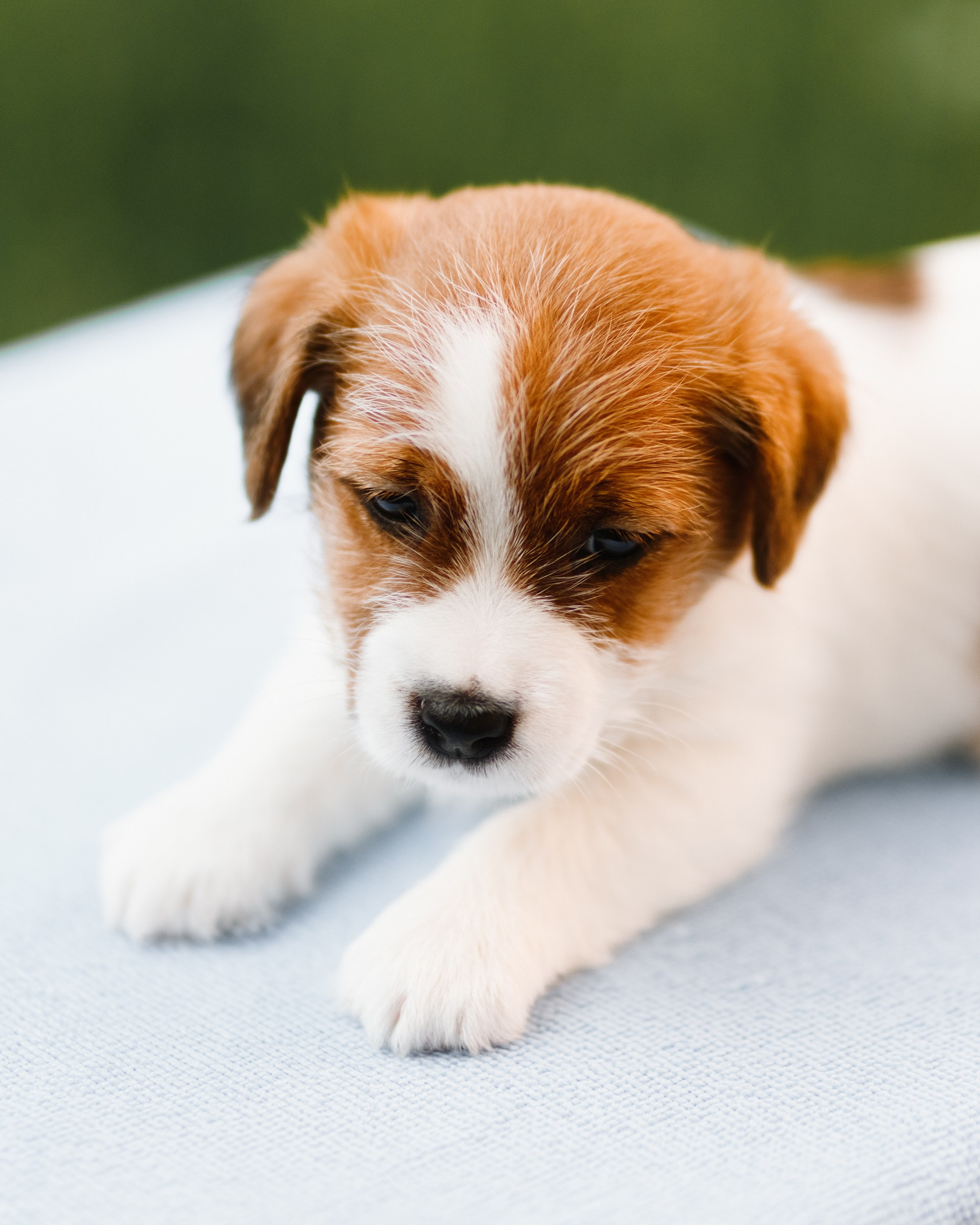 Jack russel puppies. Kaja | fotograf we Wrocławiu | ludzie i psy