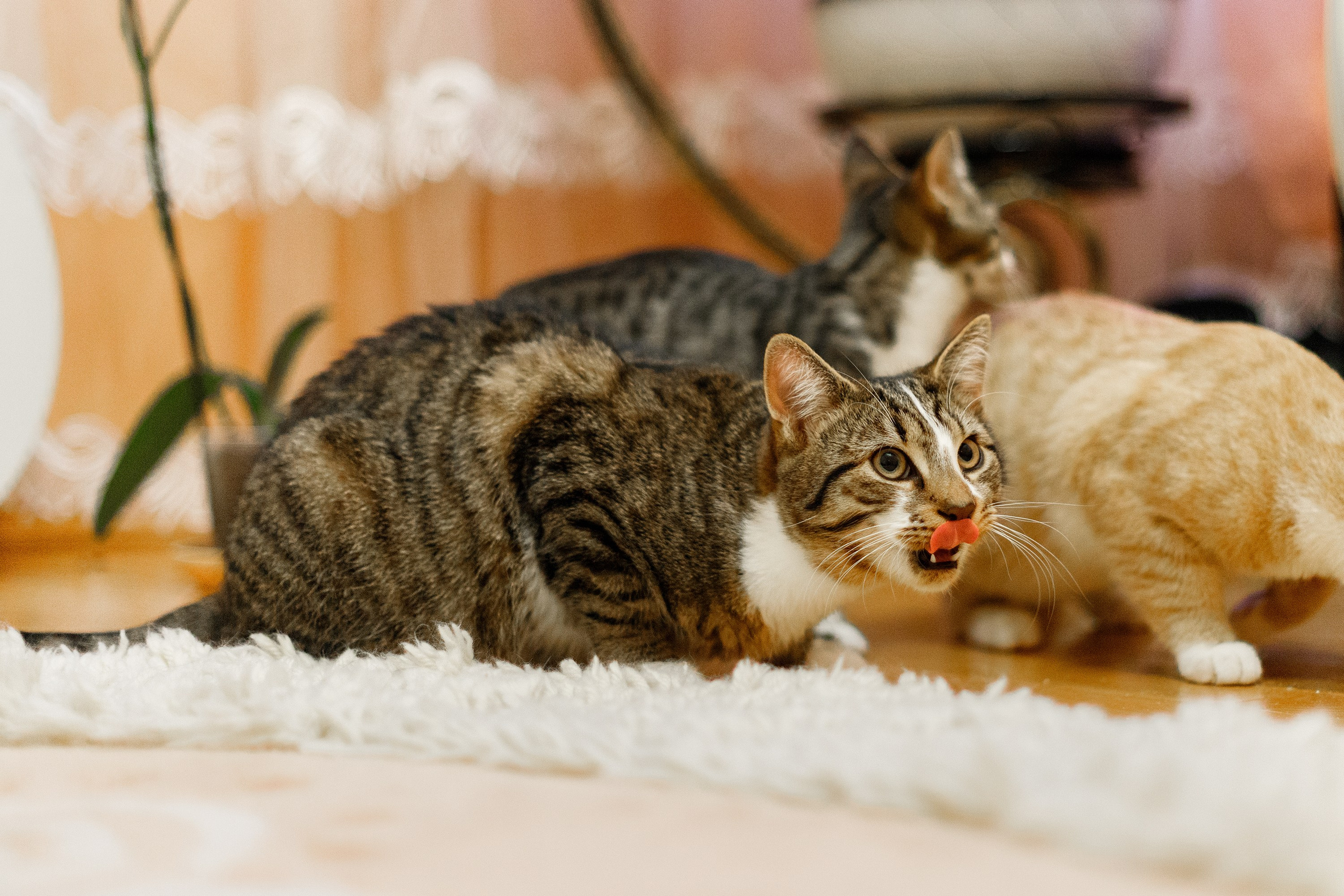 Cats for adoption. Kaja | fotograf we Wrocławiu | ludzie i psy
