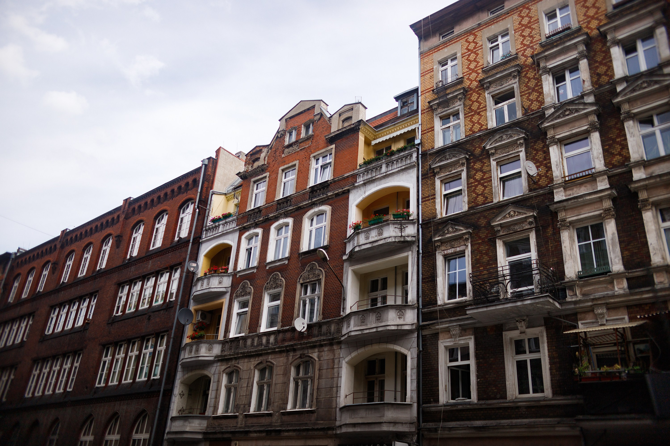 Wroclaw | the best ones. Kaja | fotograf psów we Wrocławiu