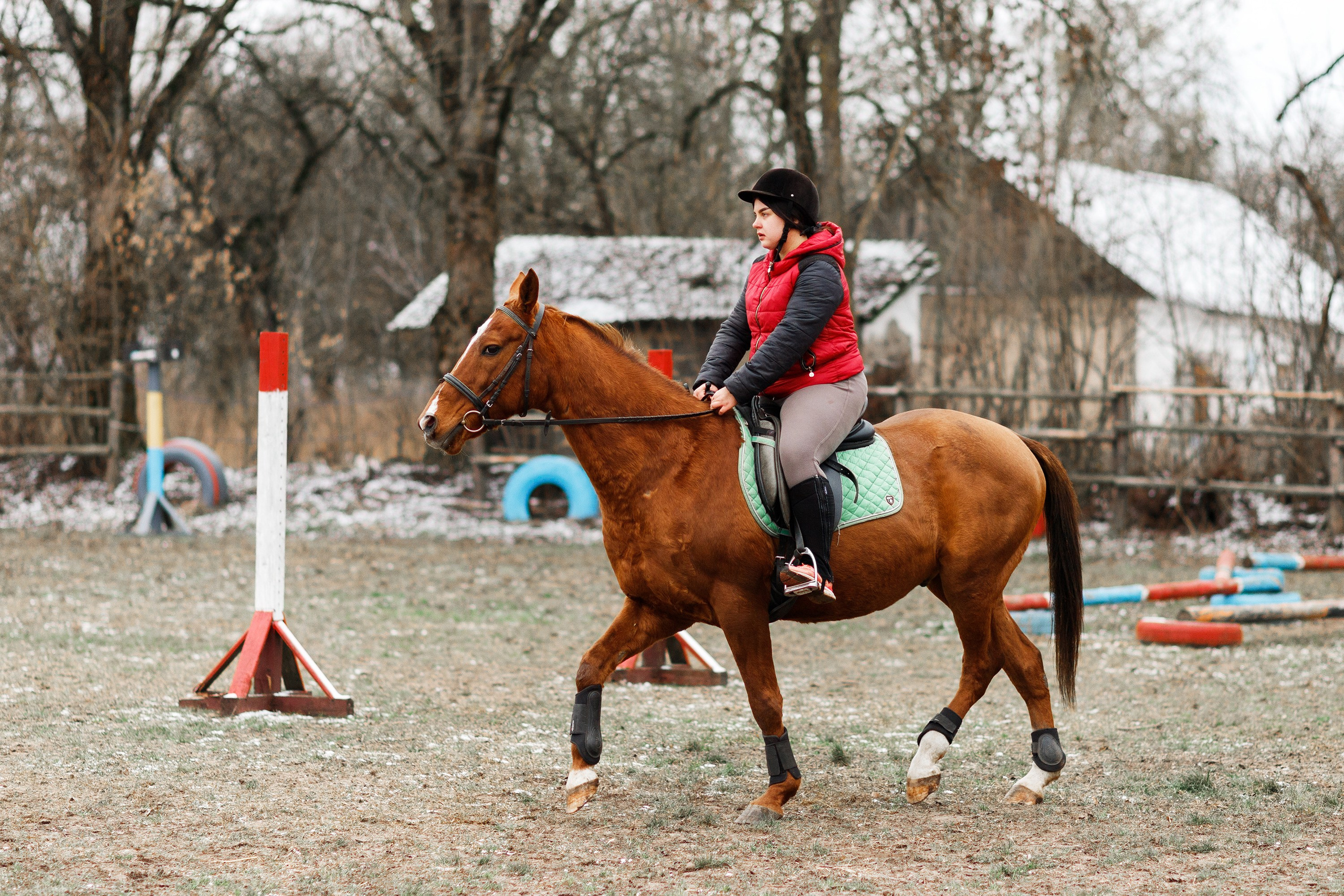 Winter stable. Kaja | fotograf psów we Wrocławiu