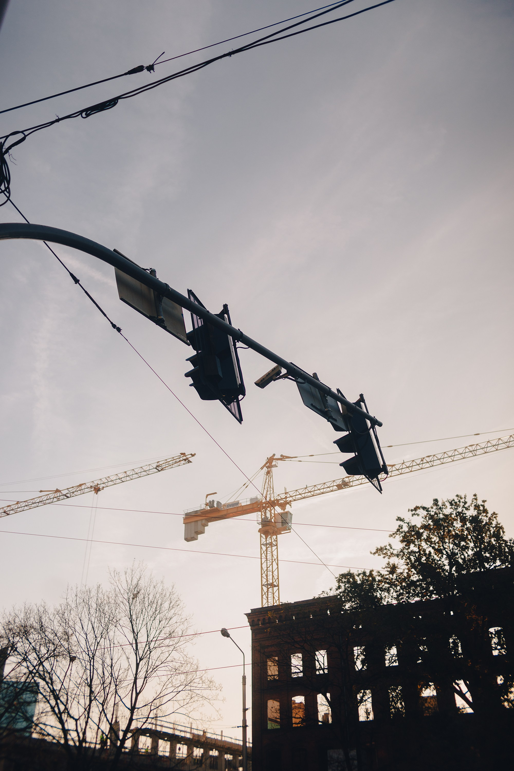 Wroclaw | the best ones. Kaja | fotograf psów we Wrocławiu