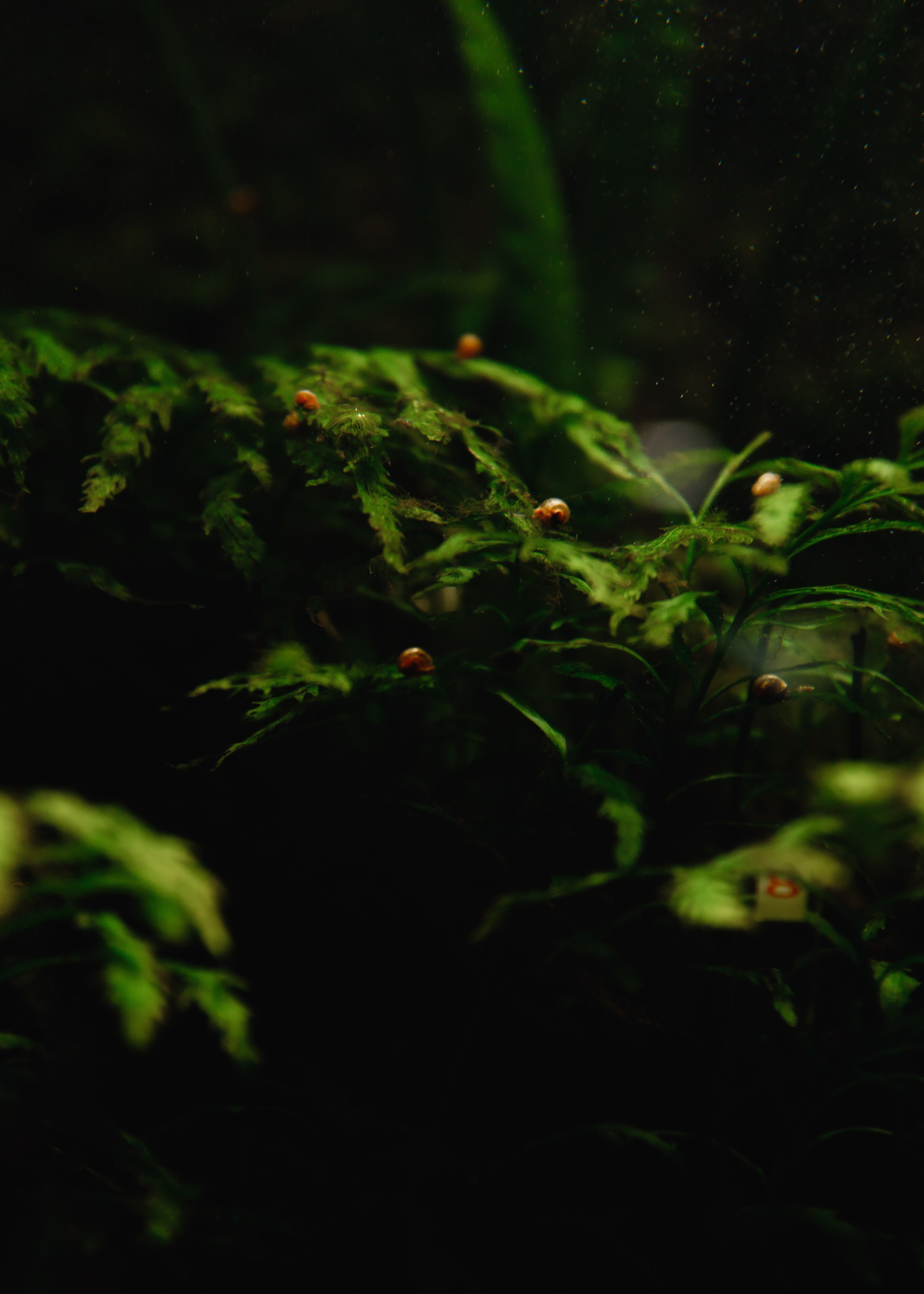 Botanical garden in Wroclaw. Kaja | fotograf we Wrocławiu | ludzie i psy