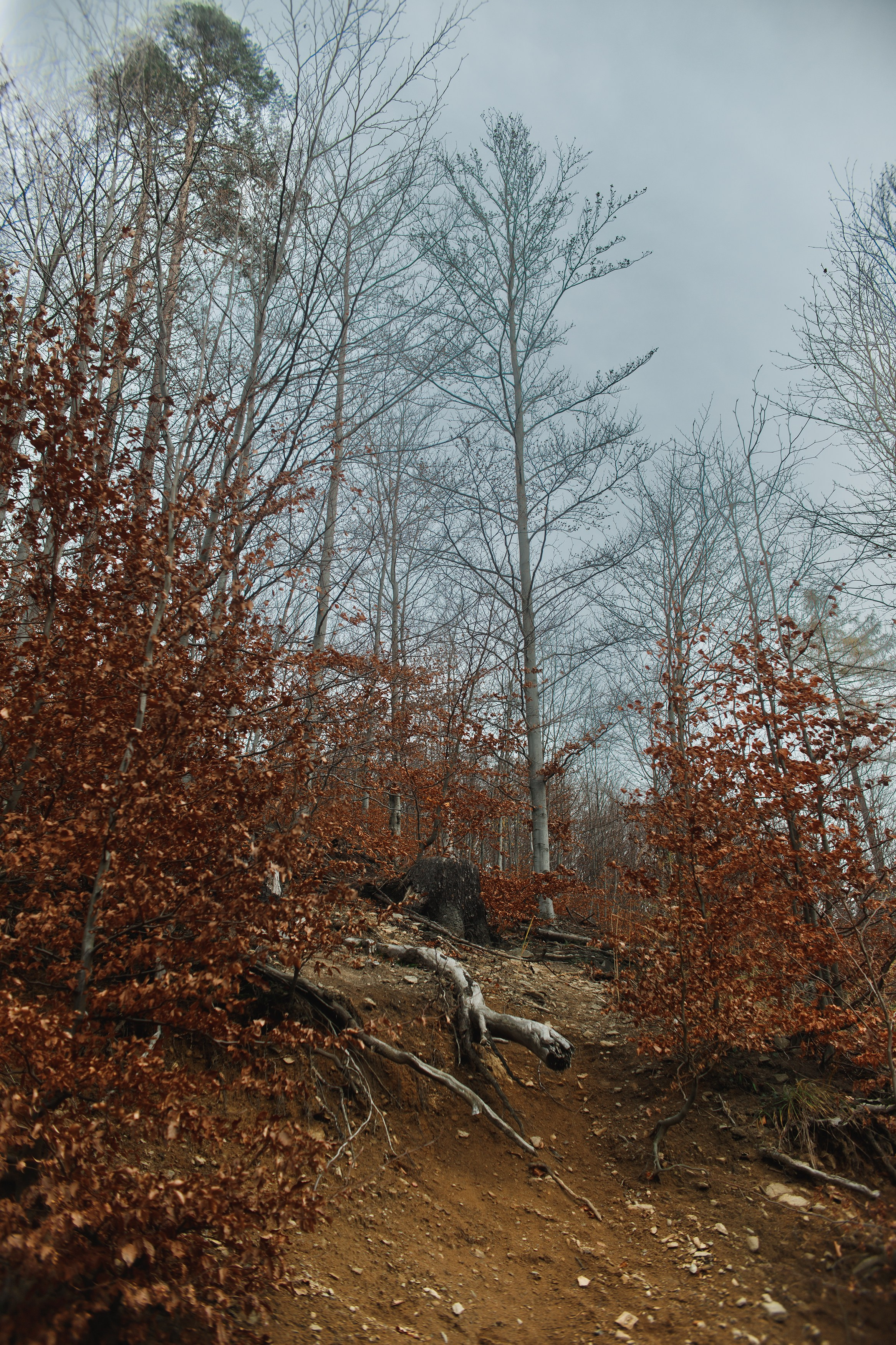 Sowie góry. Kaja | fotograf we Wrocławiu | ludzie i psy