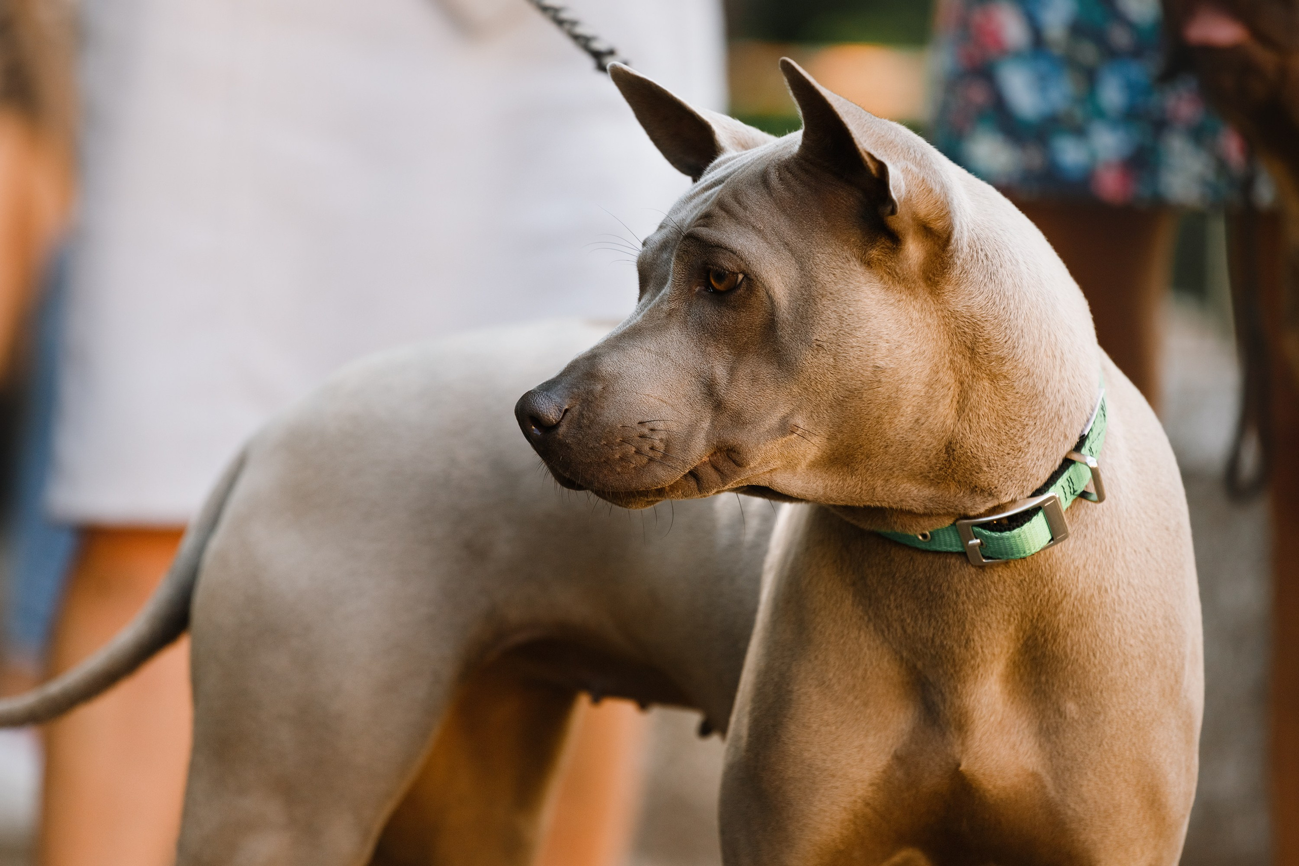 «Argus» dog show in Brest. Kaja | fotograf we Wrocławiu | ludzie i psy