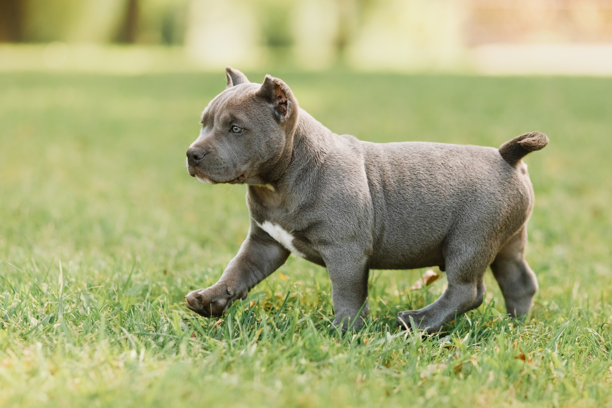 Bullie puppies. Kaja | fotograf we Wrocławiu | ludzie i psy