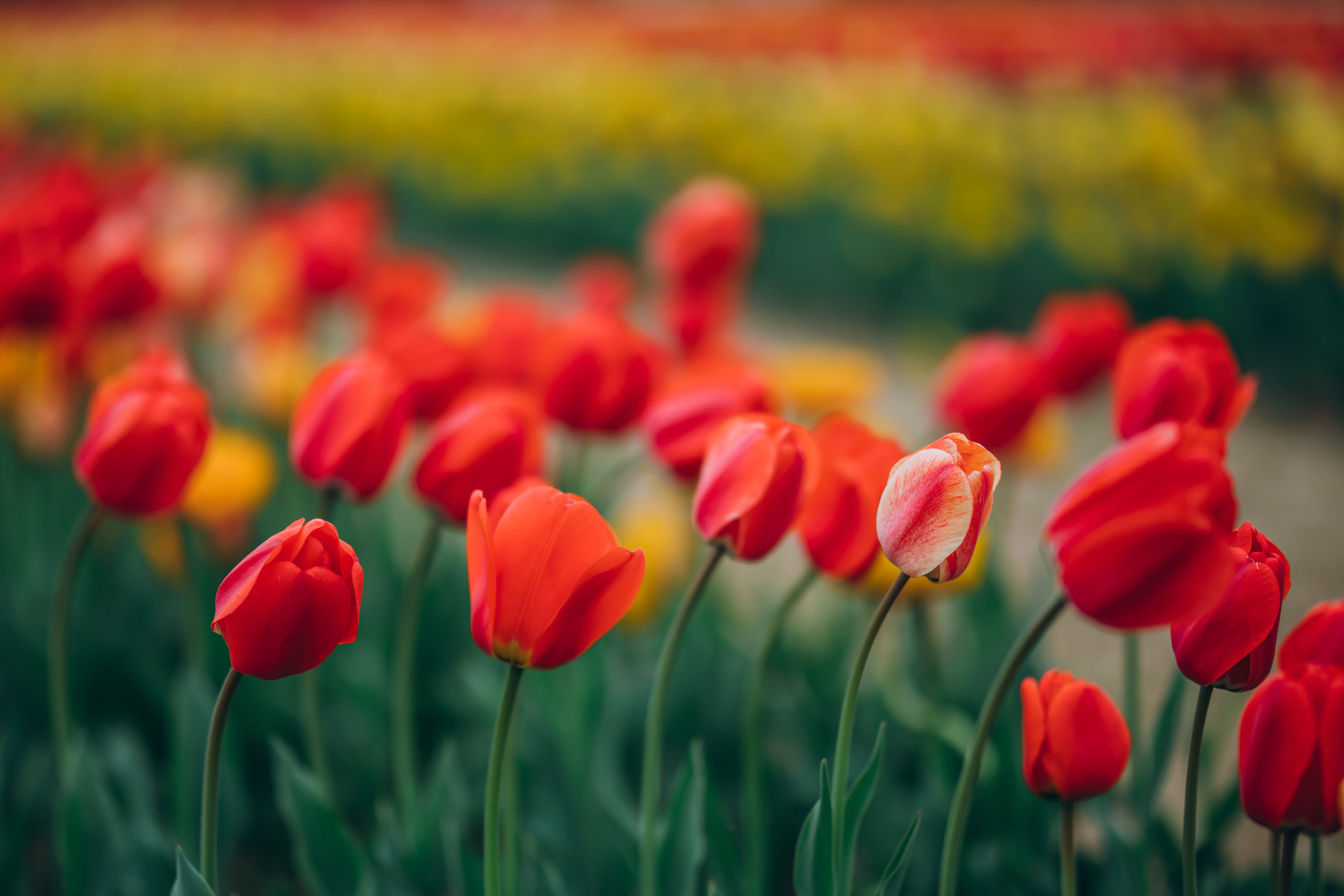 VITA. Pittsburgh wedding and family photographer